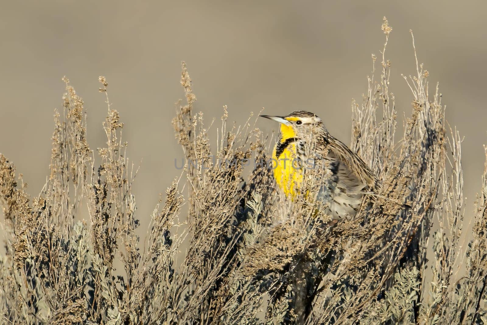 A western meadowlark is perched on a bush near Coulee City, Washington.