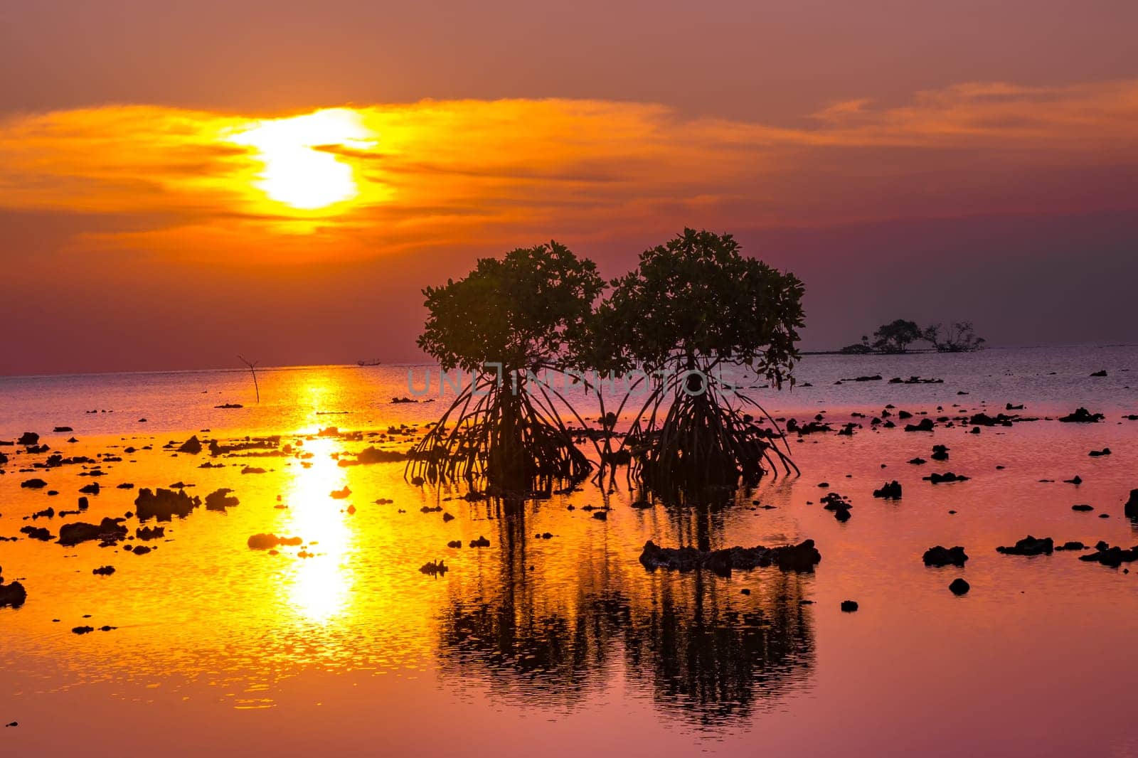 Sunset at the rocky beach with mangroves as the foreground objects in Madura, Indonesia.