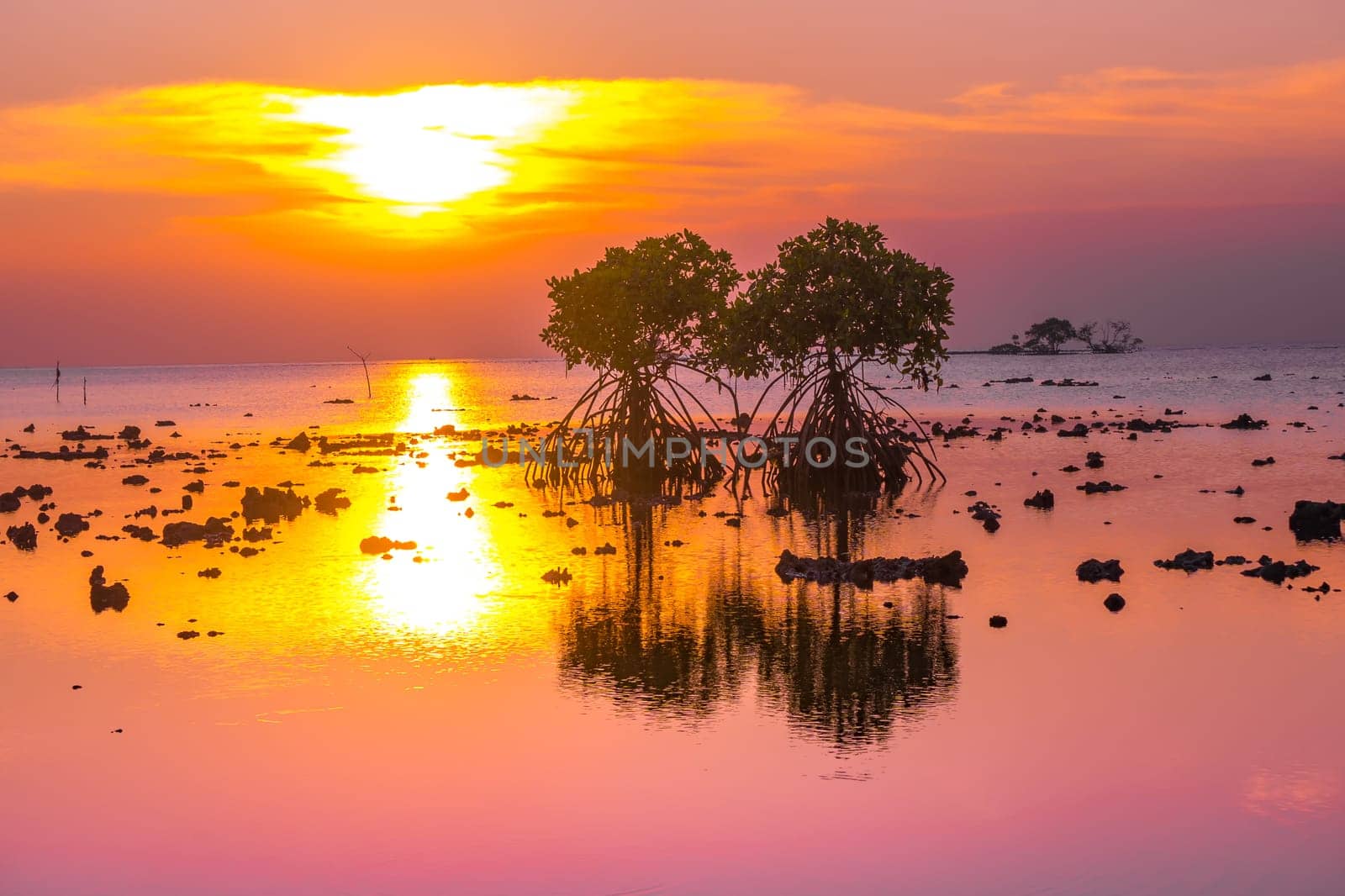 Sunset at the rocky beach with mangroves as the foreground objects in Madura, Indonesia.
