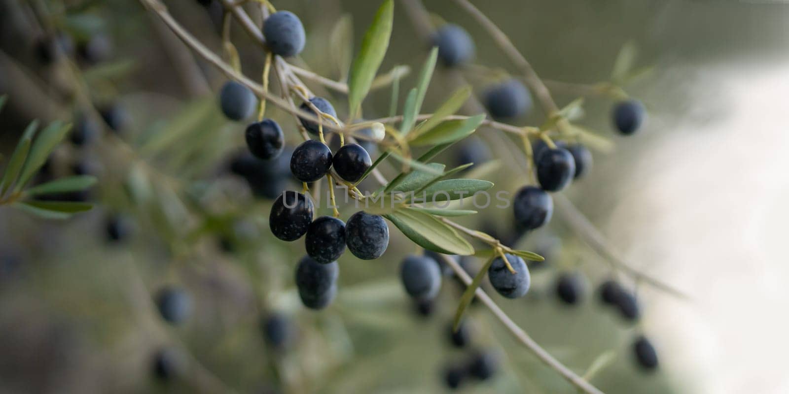 Olive branch in a farm garden closeup view with soft background, harvesting olives.