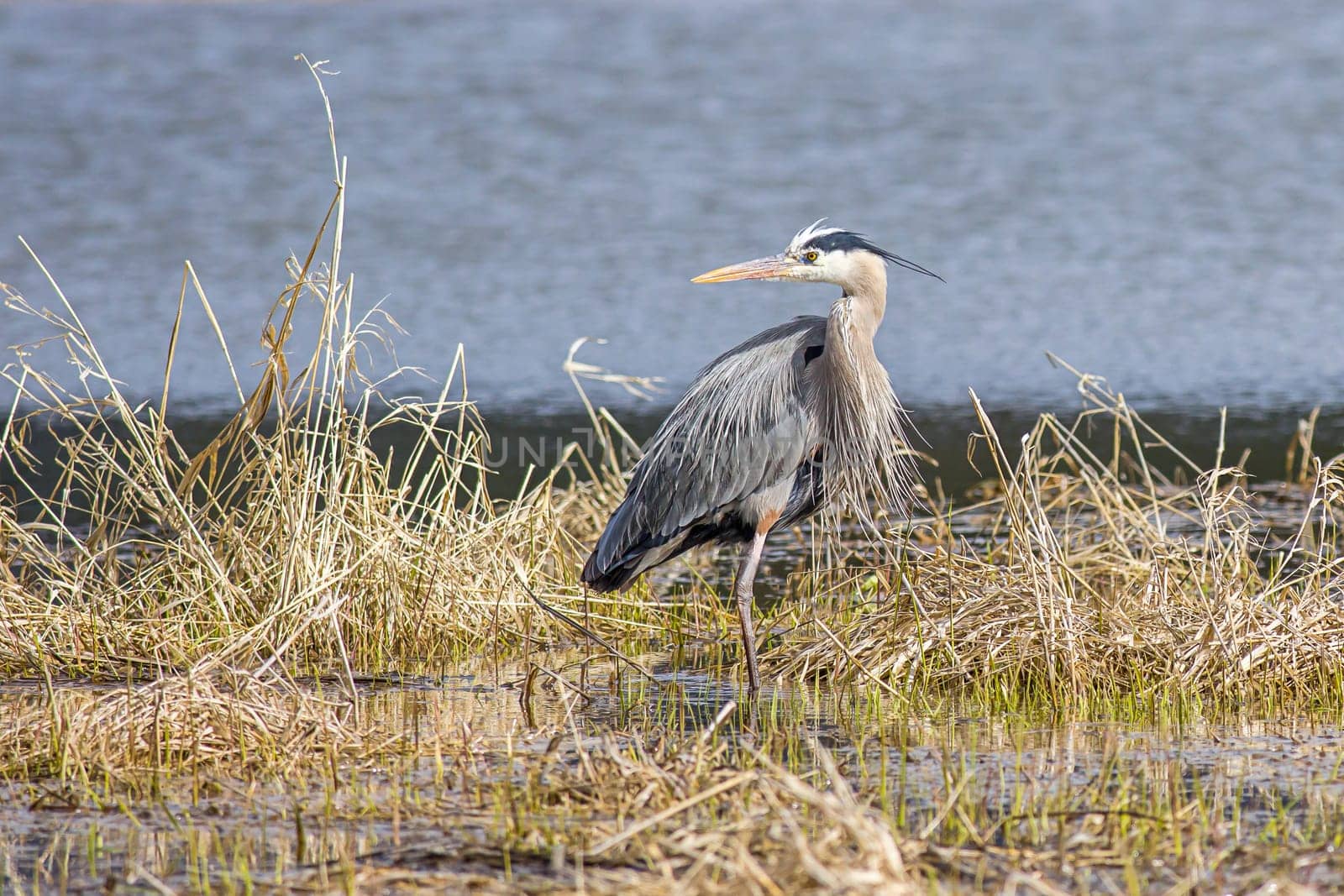 A large great blue heron stands in a marsh area in Hauser, Idaho.