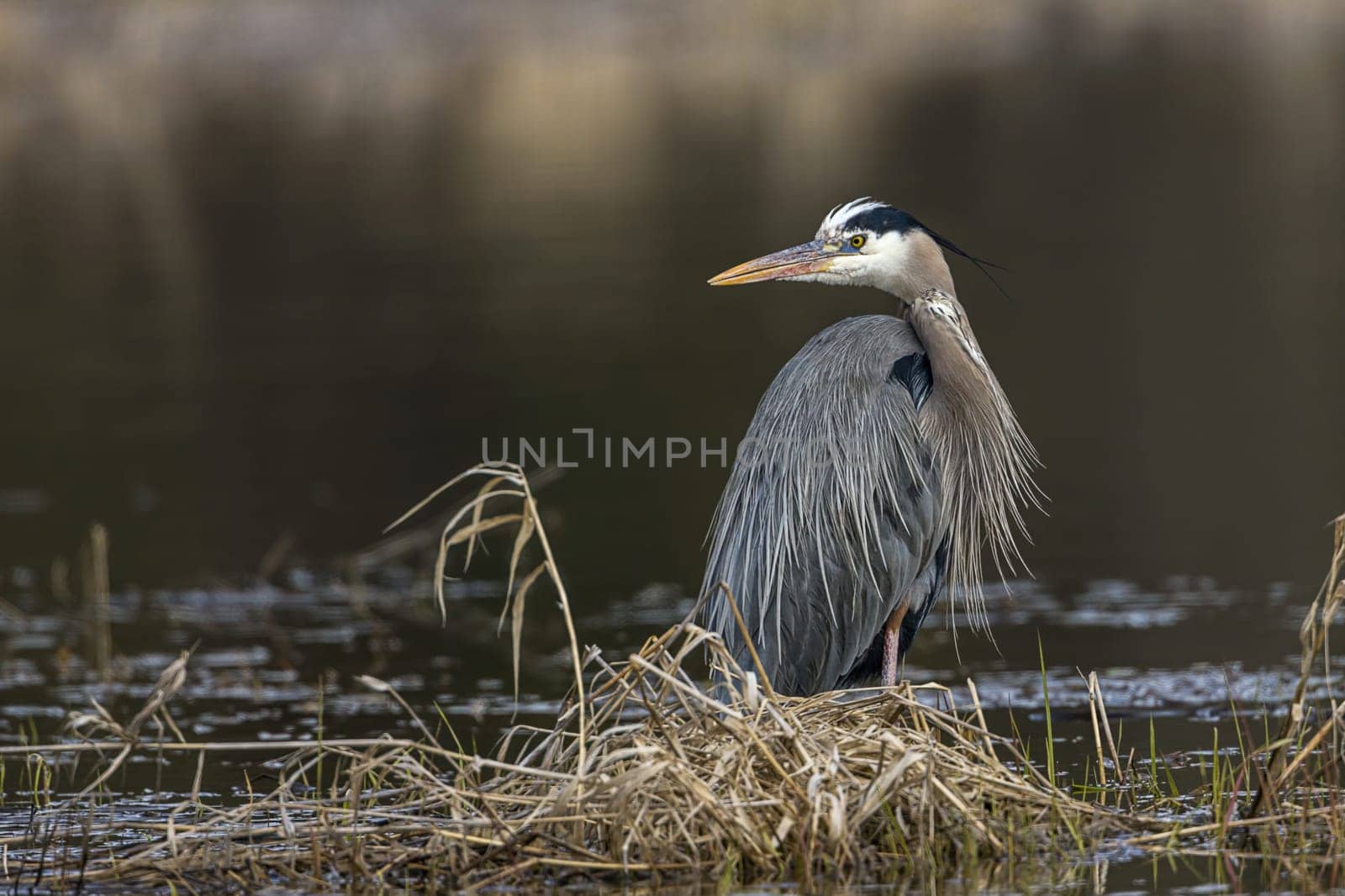 A portraiture type photo of a great blue heron by Hauser Lake in north Idaho.