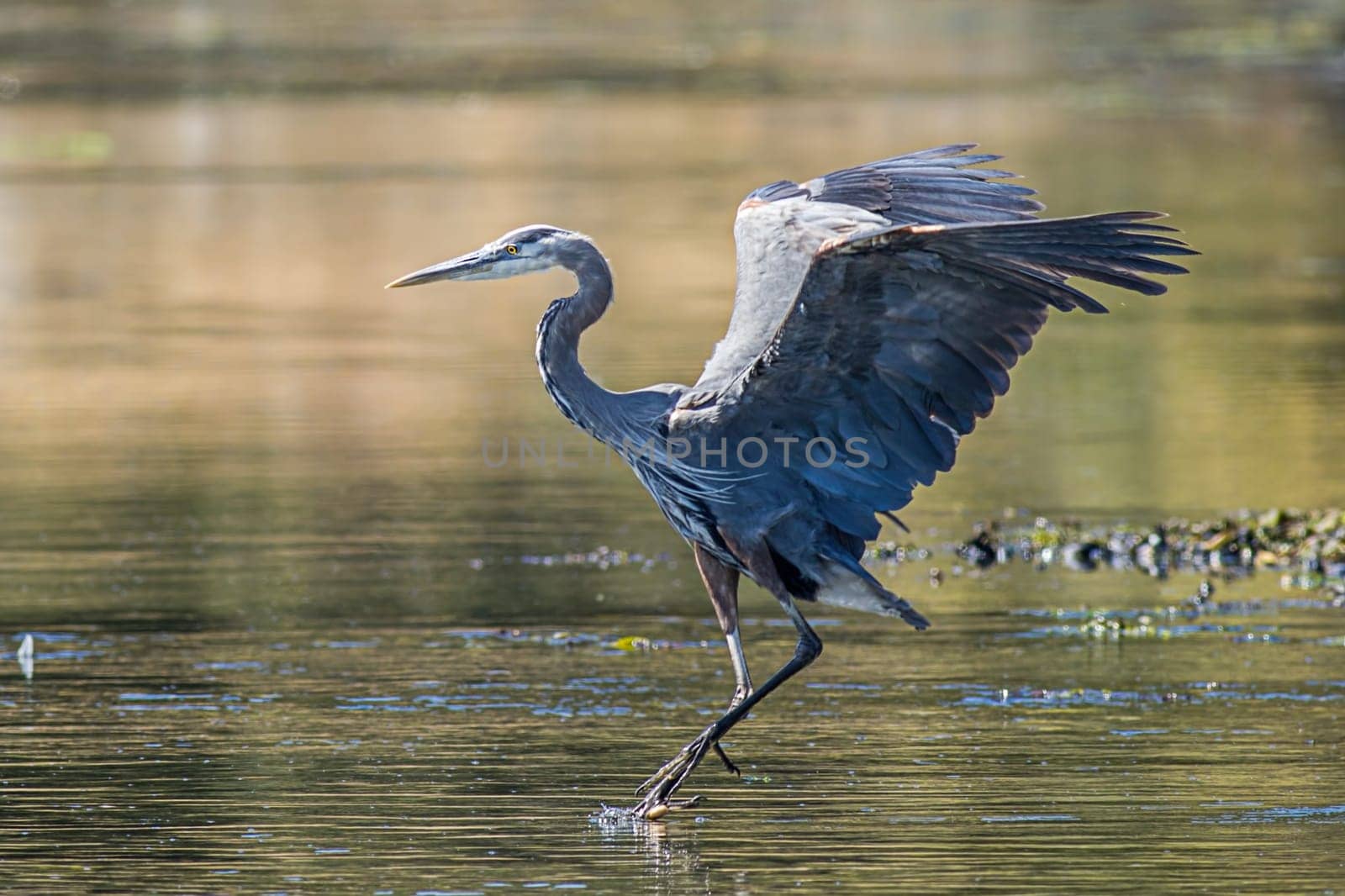 A great blue heron flaps its wings in Esquimalt Bay in Victoria BC, Canada.
