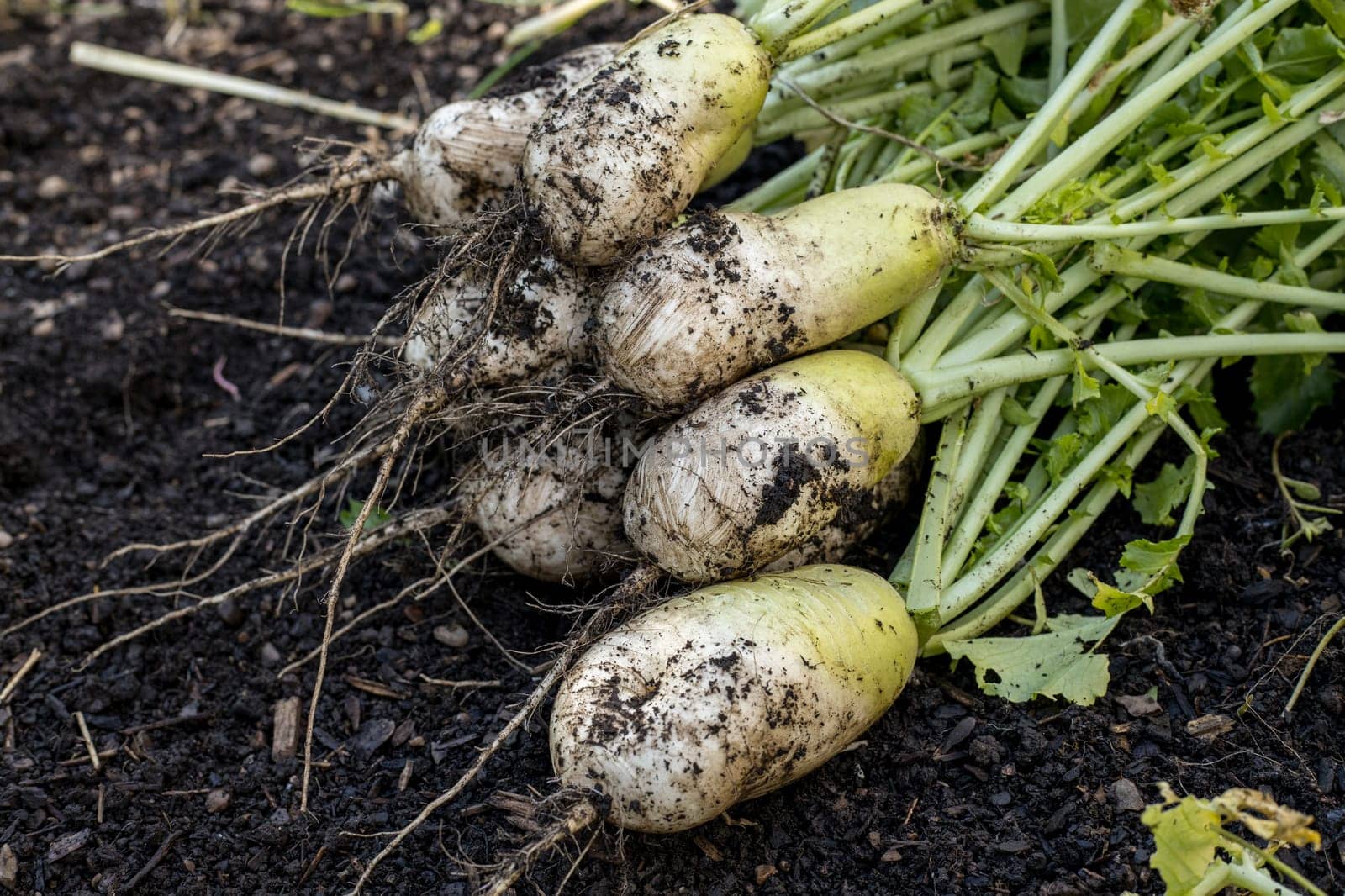 A close up photo freshly picked koh radishes still partly covered with dirt.