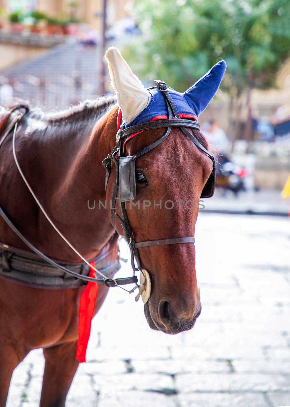 Horse in harness on a city street