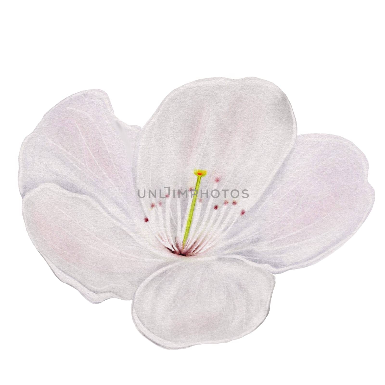 Apricot flower watercolor. White blossom hand drawn watercolor illustration isolated on white background. Clip art botanical illustration. For designing cards and invitations for weddings, anniversaries and birthdays. High quality photo