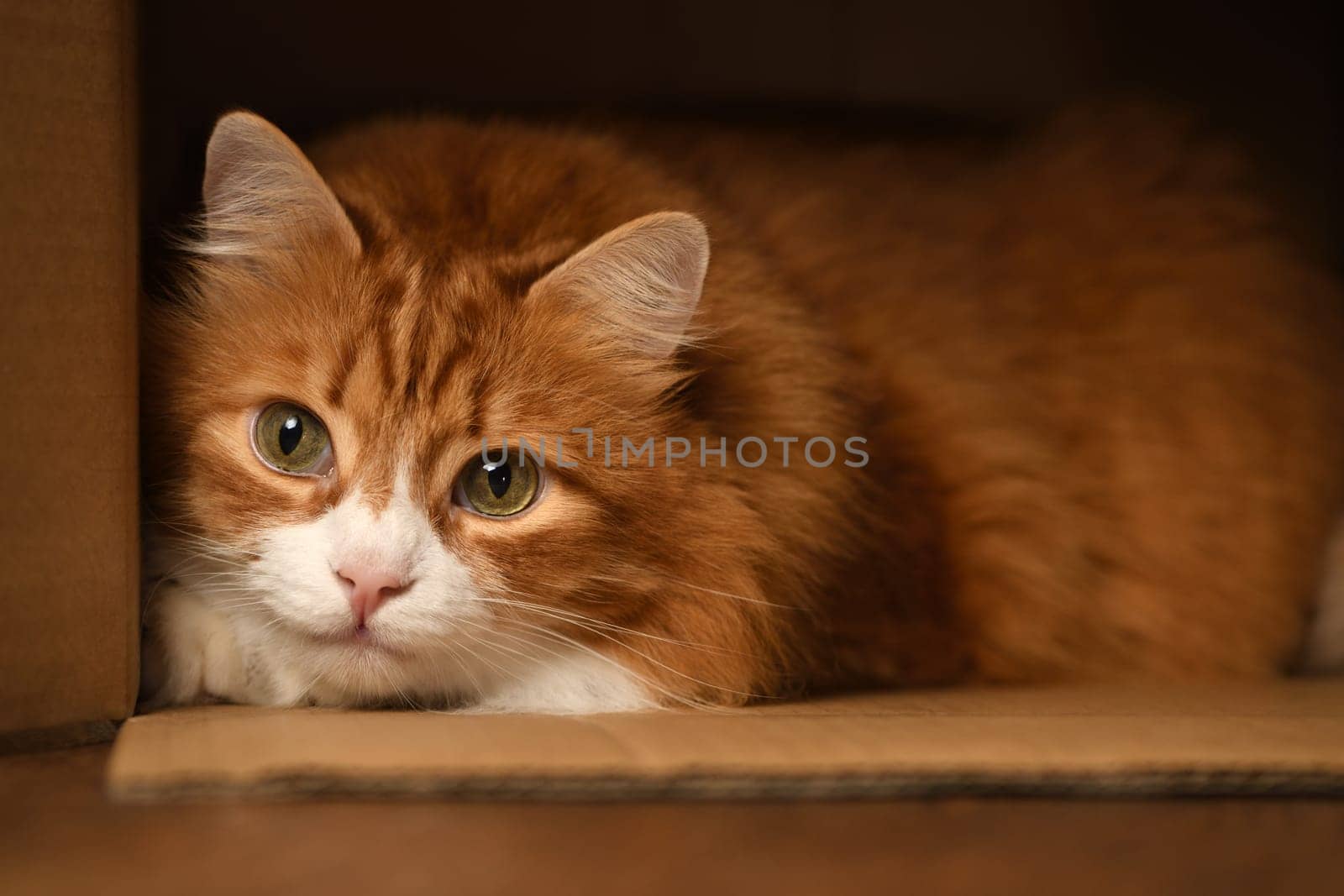 A ginger, fluffy adult cat hides in a cardboard box, looking straight ahead