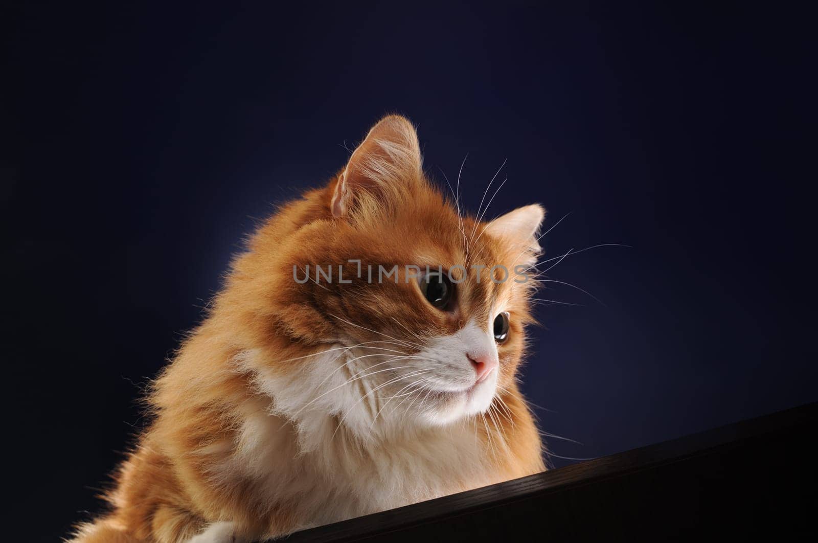 Adult, fluffy, ginger cat lies on a wooden surface, looking down intently, on a dark blue background