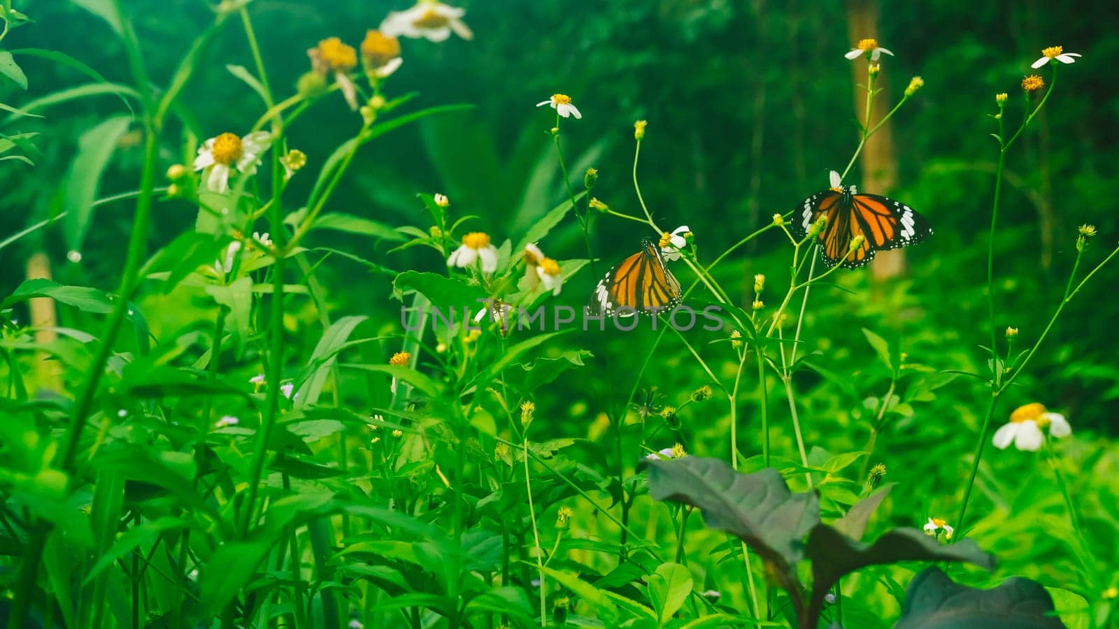Summer mood background. Energy of Magic wild flora and fauna. Flowers, grass, butterflies.