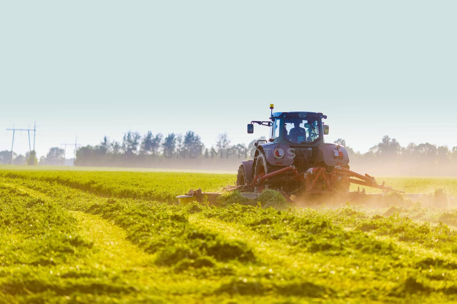hay making for animals, harvesting green grass for feed with a tractor, agribusiness concept, animal feed