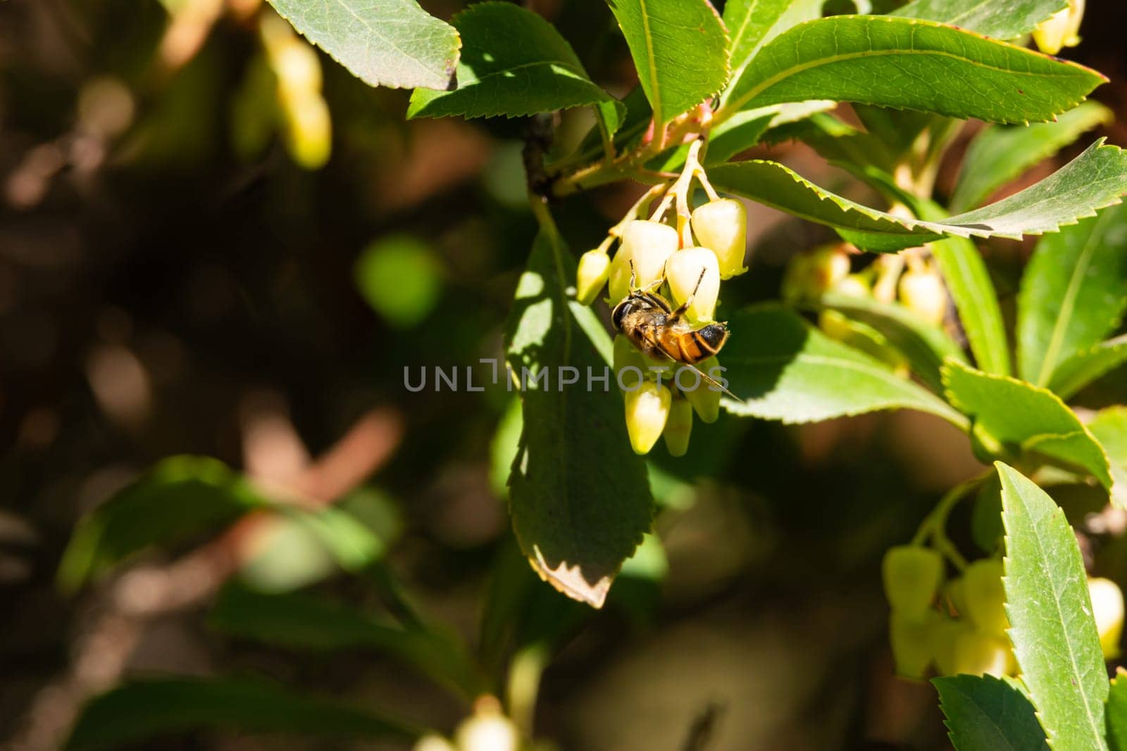 Close-up of bee on yellow flower