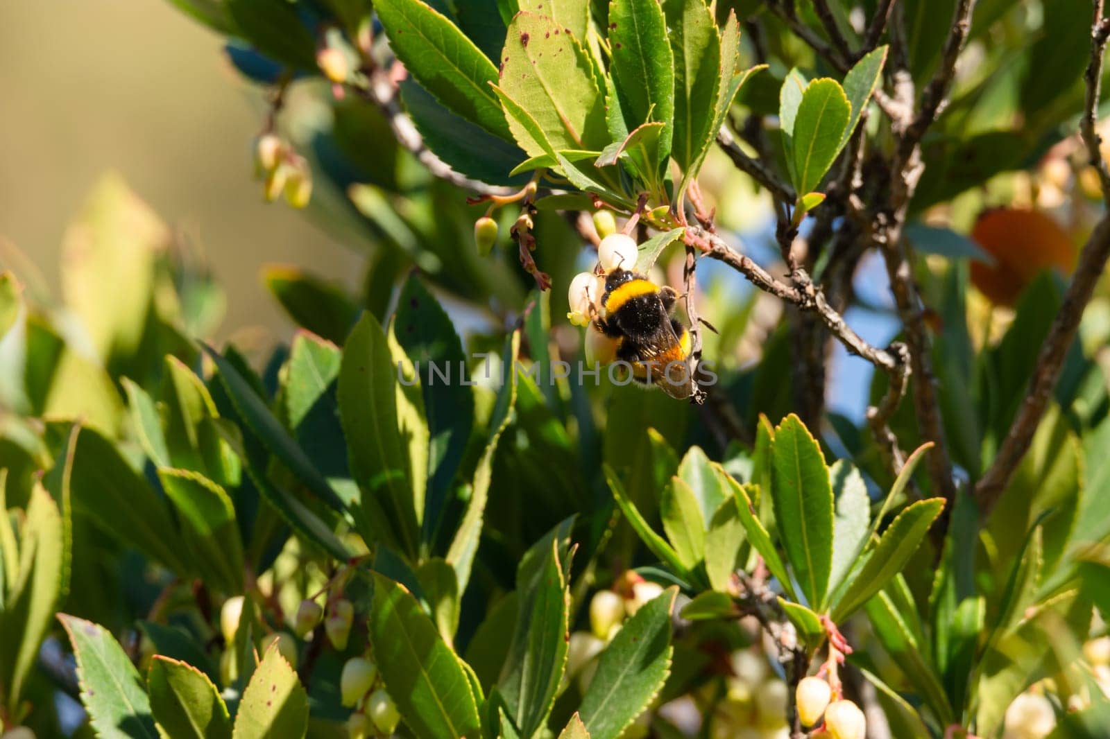 Close-up of bee on yellow flower