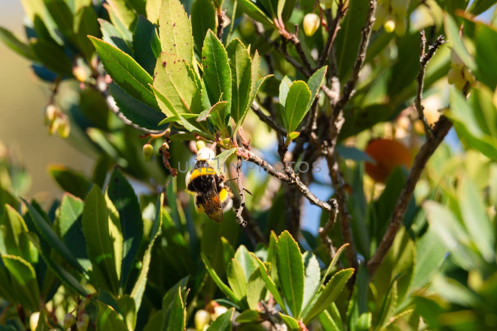 Close-up of bee on yellow flower