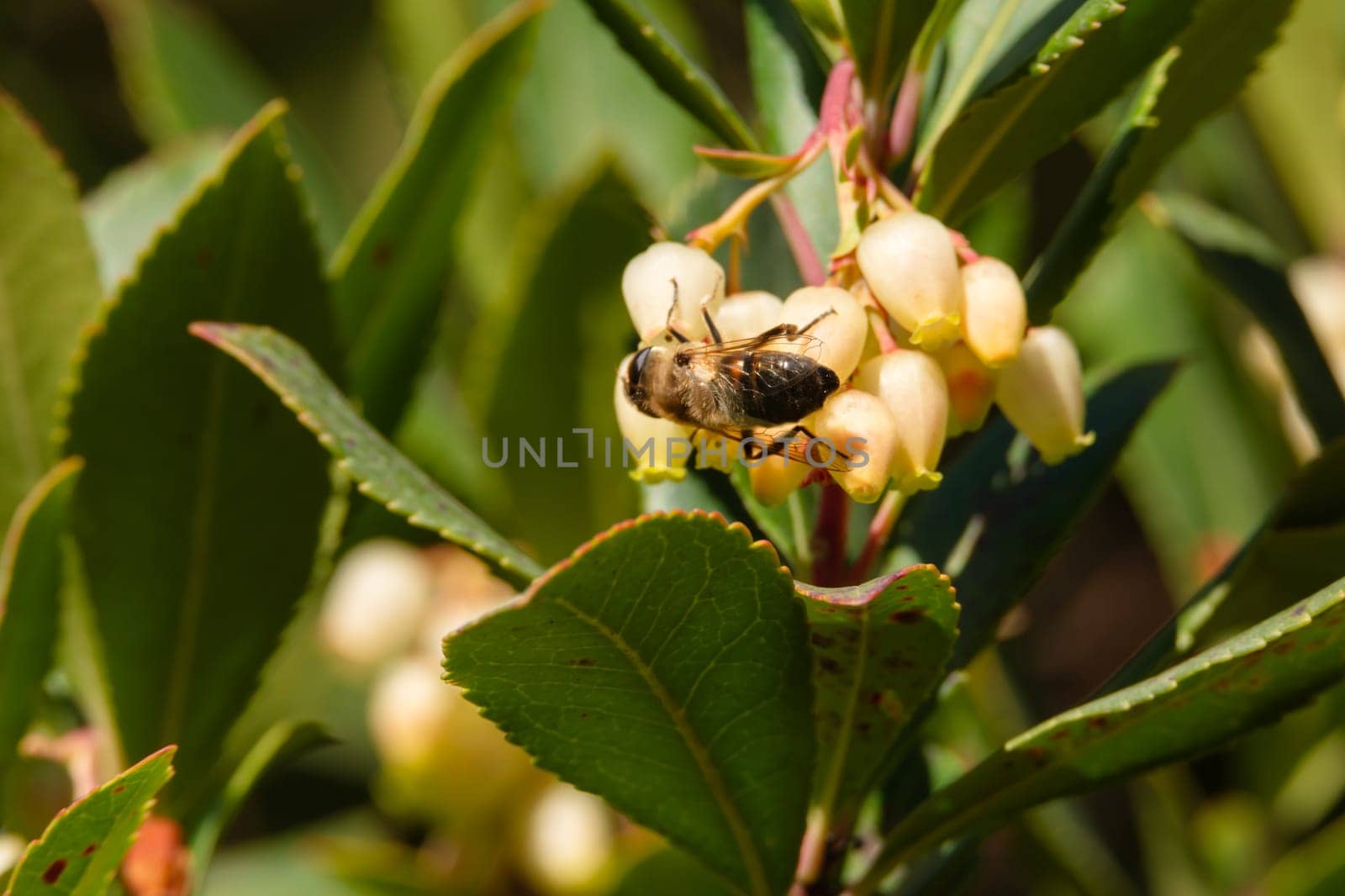 Close-up of bee on yellow flower