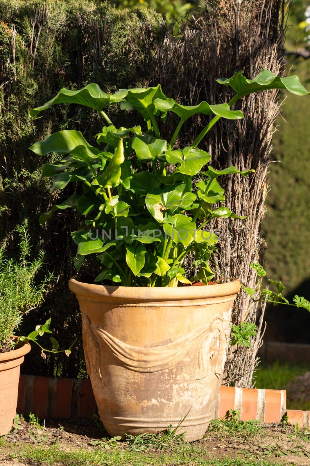A lush green plant growing in a large ceramic pot placed in a garden, granada andalucia spain,