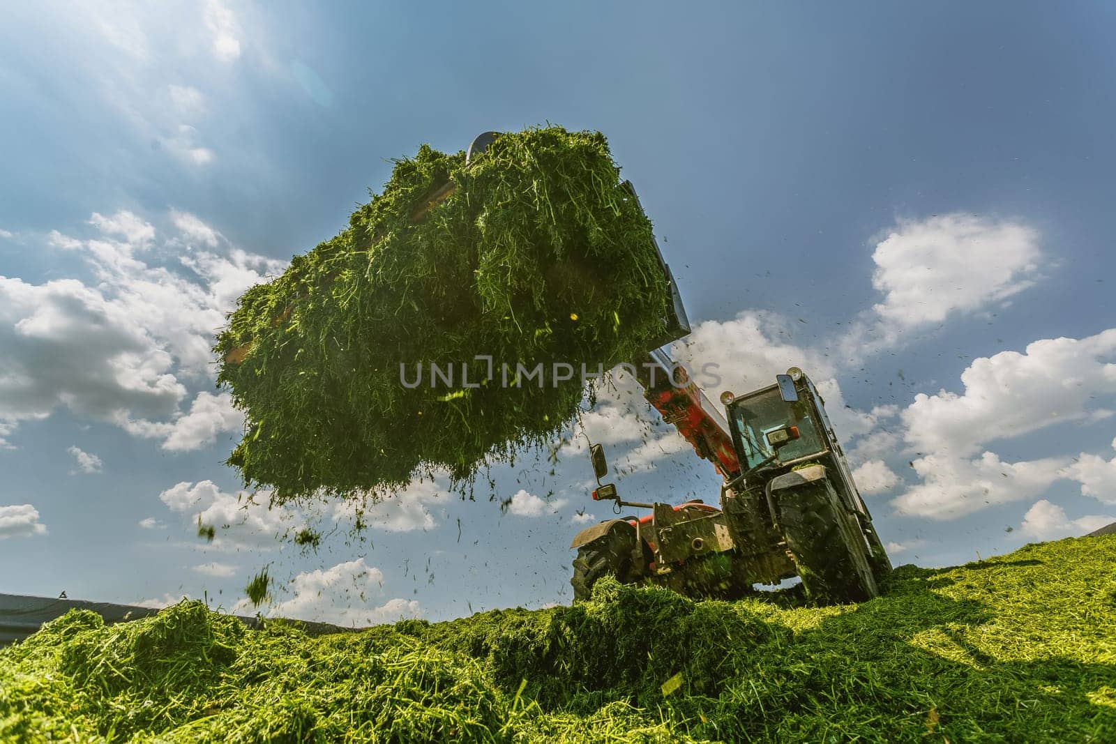 tractor harvesting hay for animals, tractor harvesting green grass for feed, agribusiness concept, animal feed
