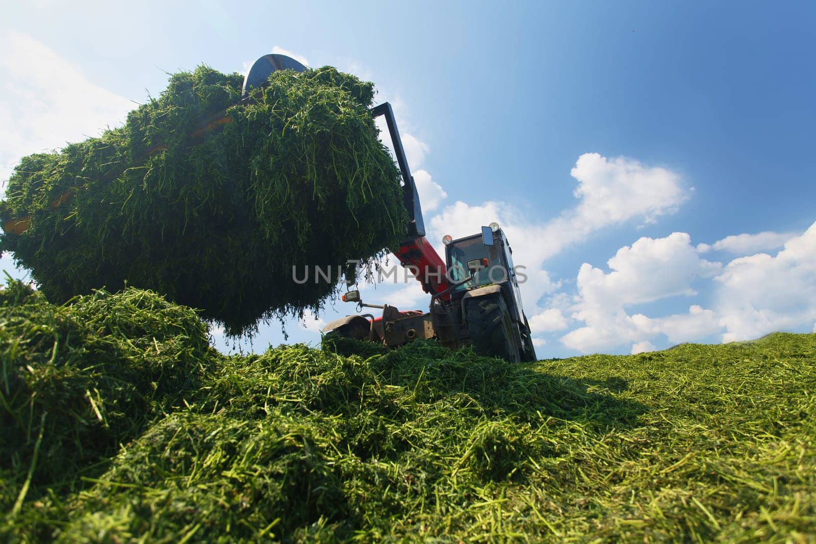 tractor harvesting hay for animals, tractor harvesting green grass for feed, agribusiness concept, animal feed