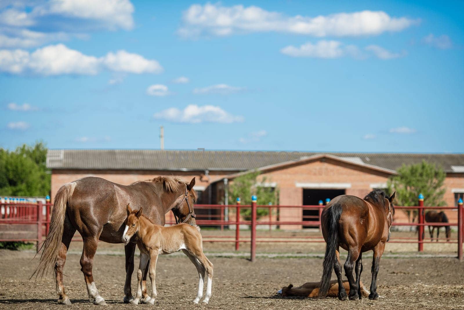 A serene farm scene featuring horses in a pasture. A mare stands with her foal, while other horses graze nearby. The sky is bright blue with fluffy clouds, and a barn is visible in the background.