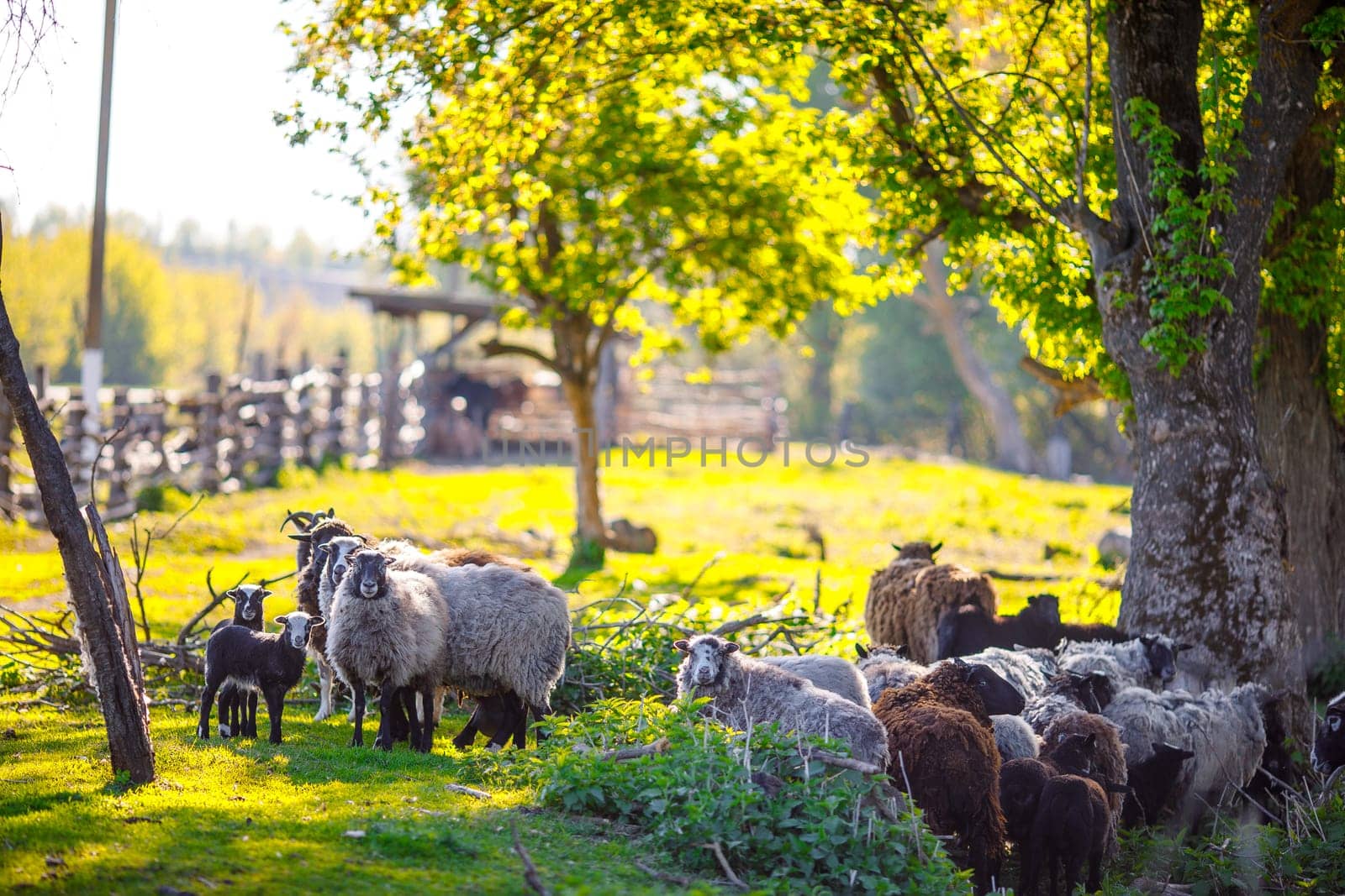 flock of sheep roaming freely on a farm on a sunny day, eco farm concept, sheep farming