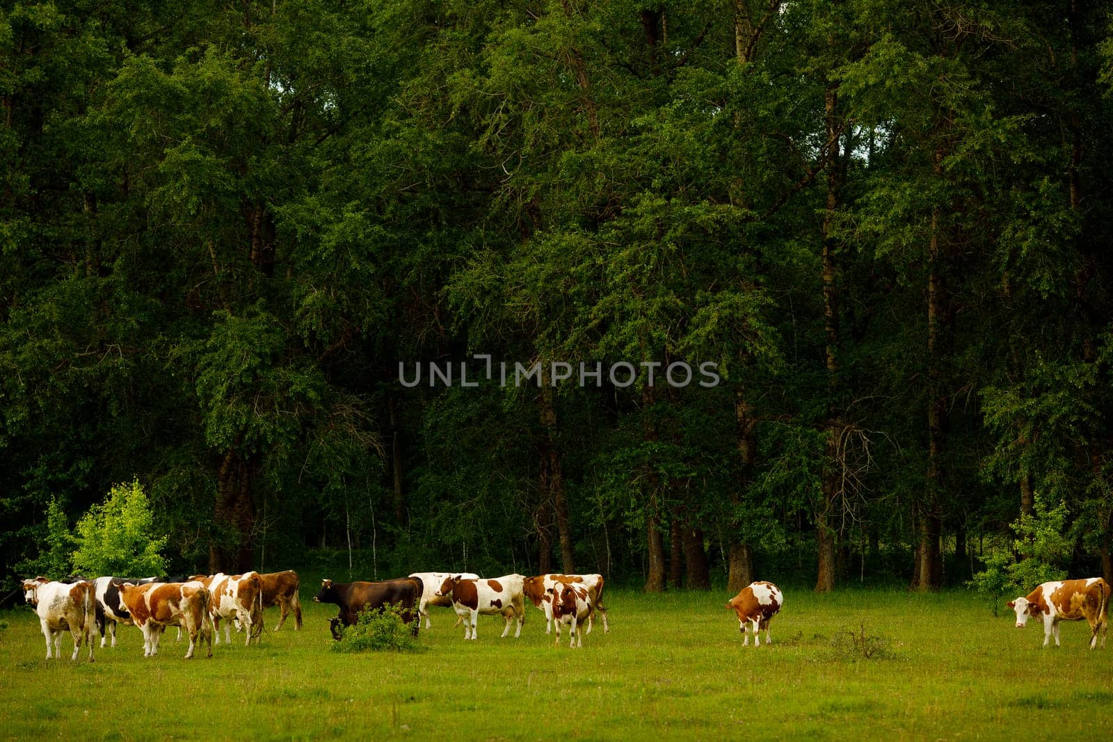 A herd of cows grazing in a lush green field surrounded by tall trees. The scene captures the tranquility of rural life, with a mix of brown and white cows.