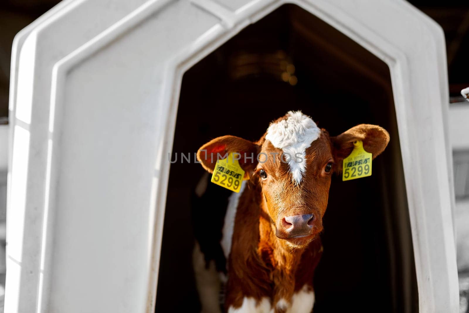 small calf farm, cow farm,Modern white calf houses on the dairy farm