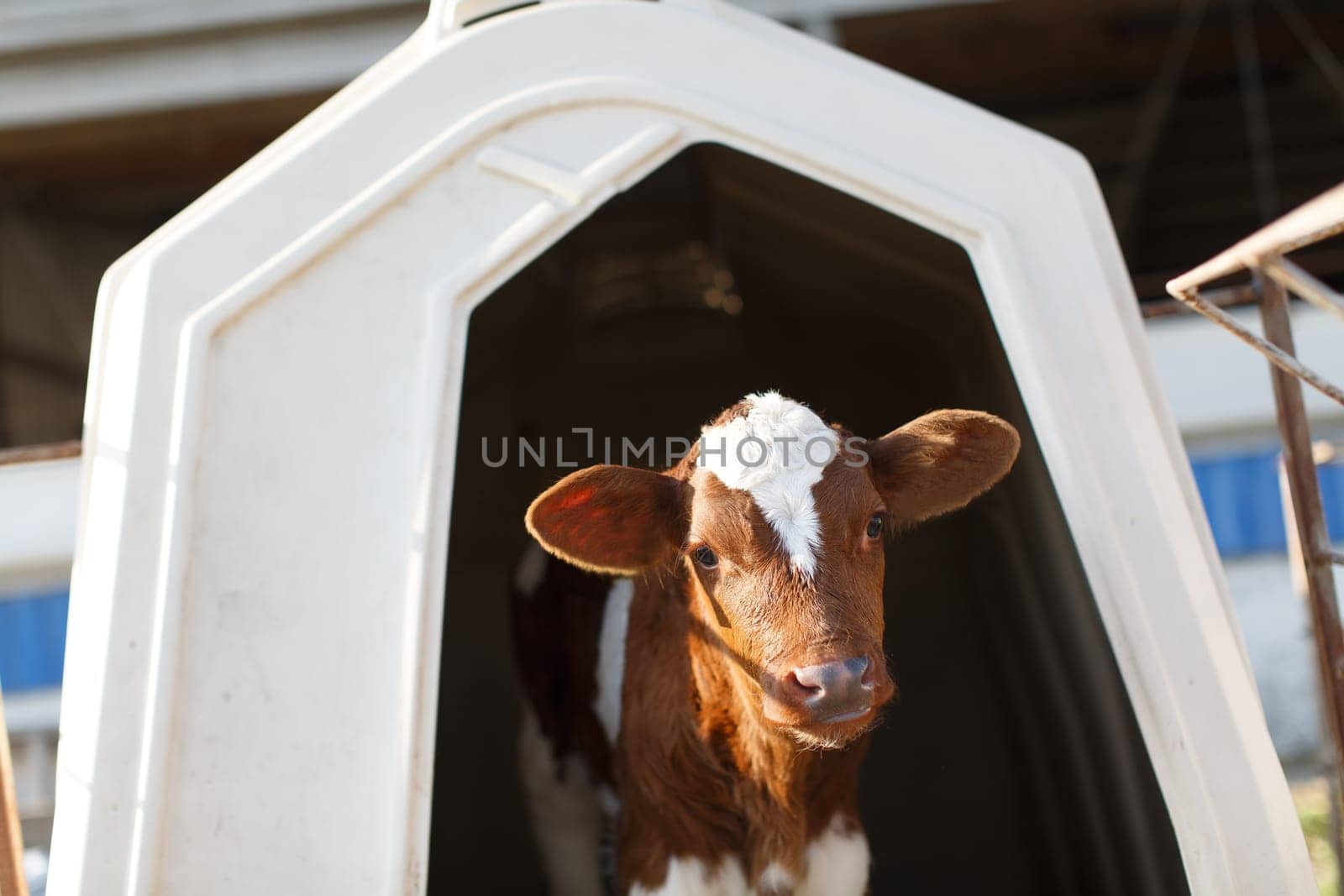 small calf farm, cow farm,Modern white calf houses on the dairy farm