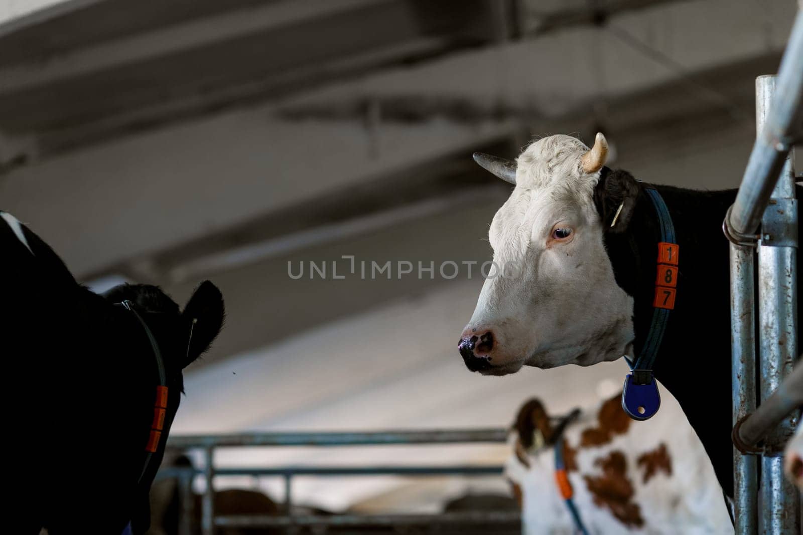 funny cows on the farm, animal husbandry concept , Diary cows in modern free livestock stall