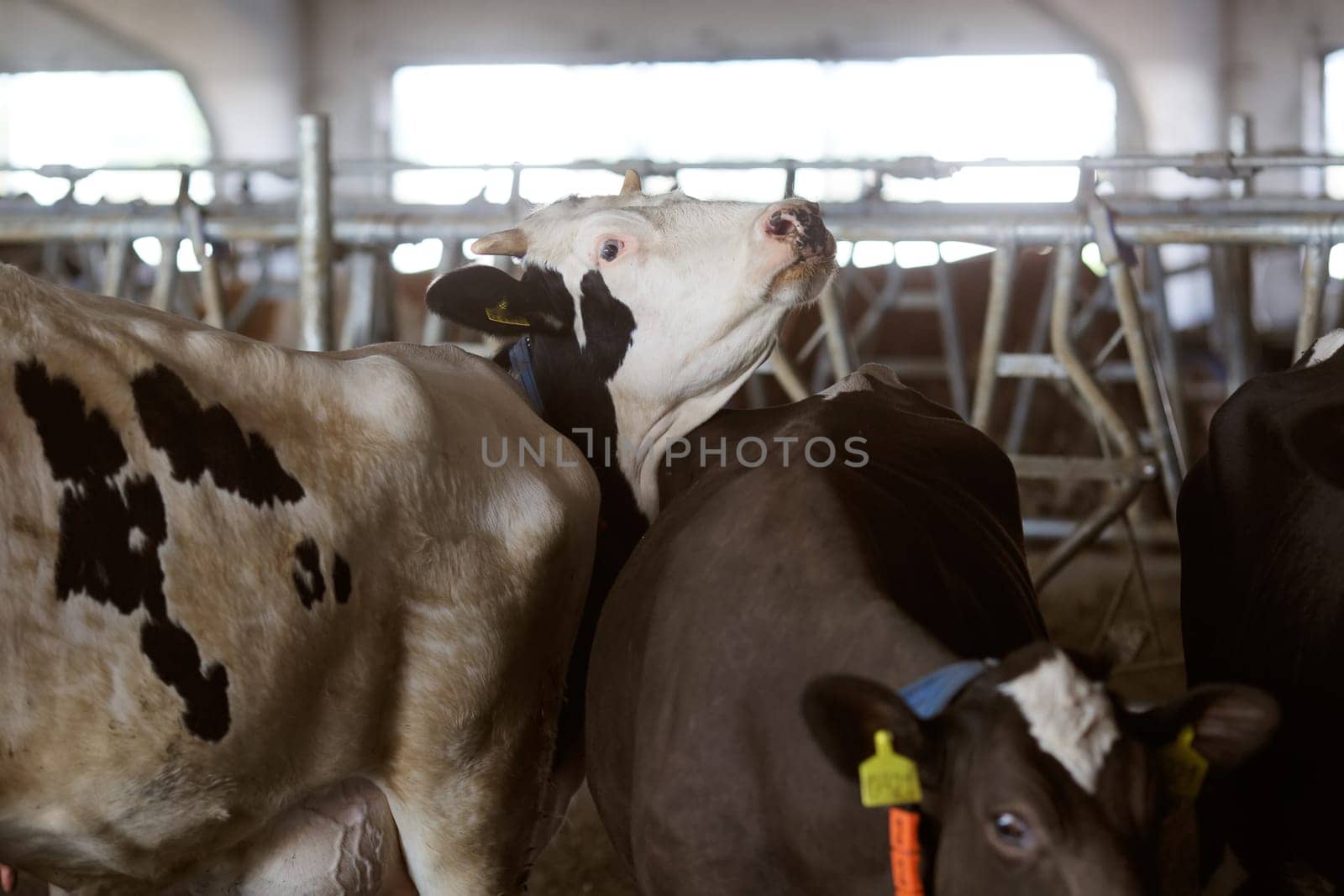 funny cows on the farm, animal husbandry concept , Diary cows in modern free livestock stall