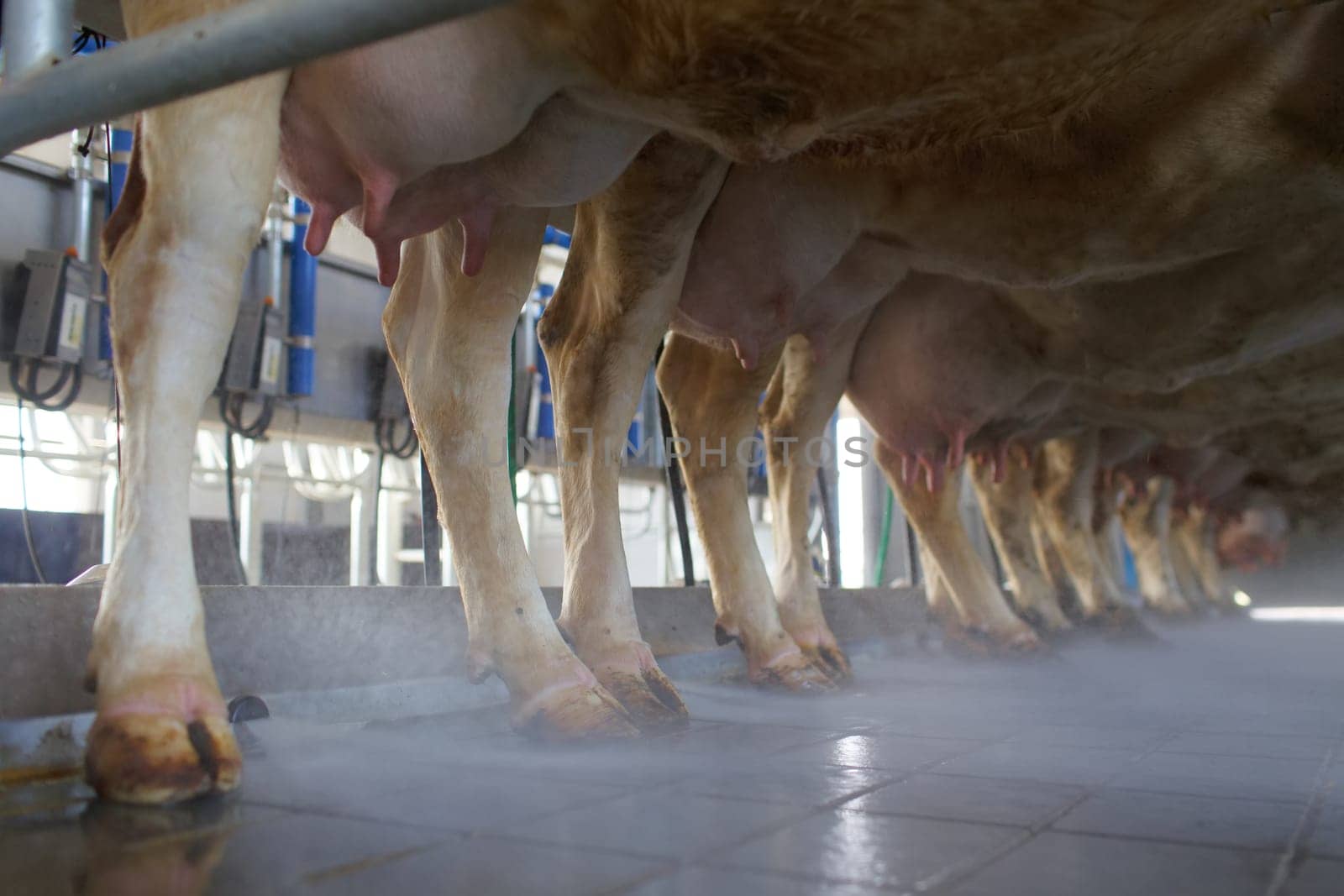 cow udder closeup with milking machine, cow farm,Milking cows by automatic industrial milking rotary system in modern diary farm.