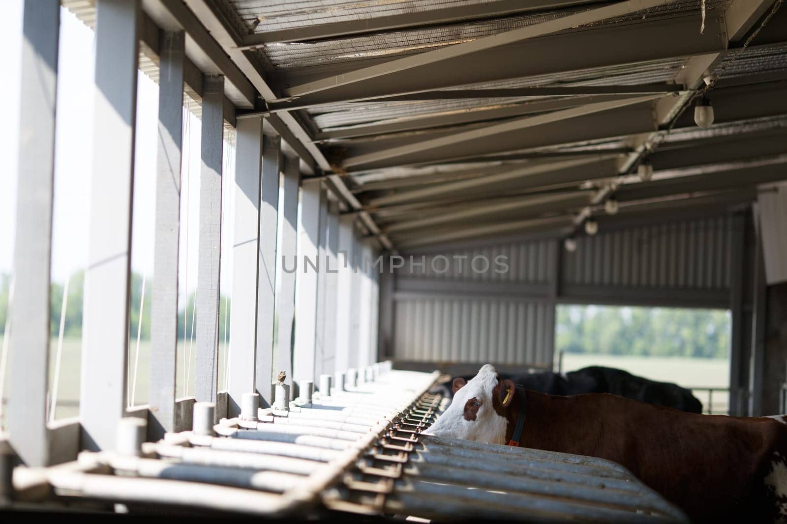 funny cows on the farm, animal husbandry concept , Diary cows in modern free livestock stall