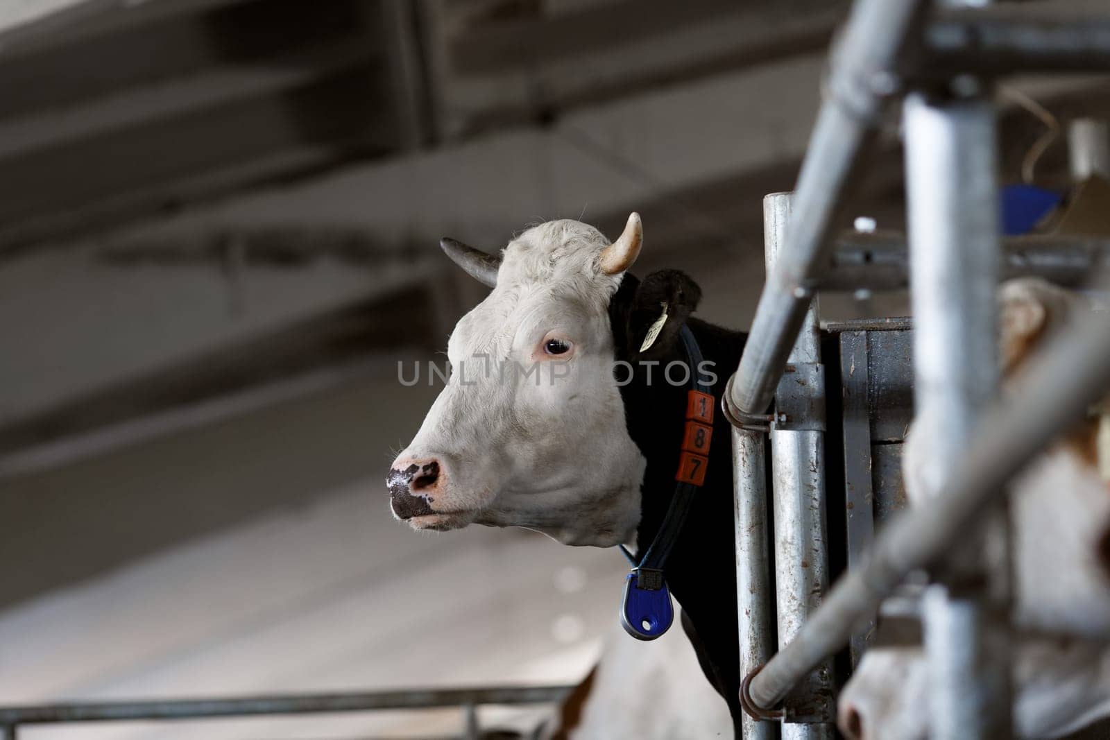 funny cows on the farm, animal husbandry concept , Diary cows in modern free livestock stall