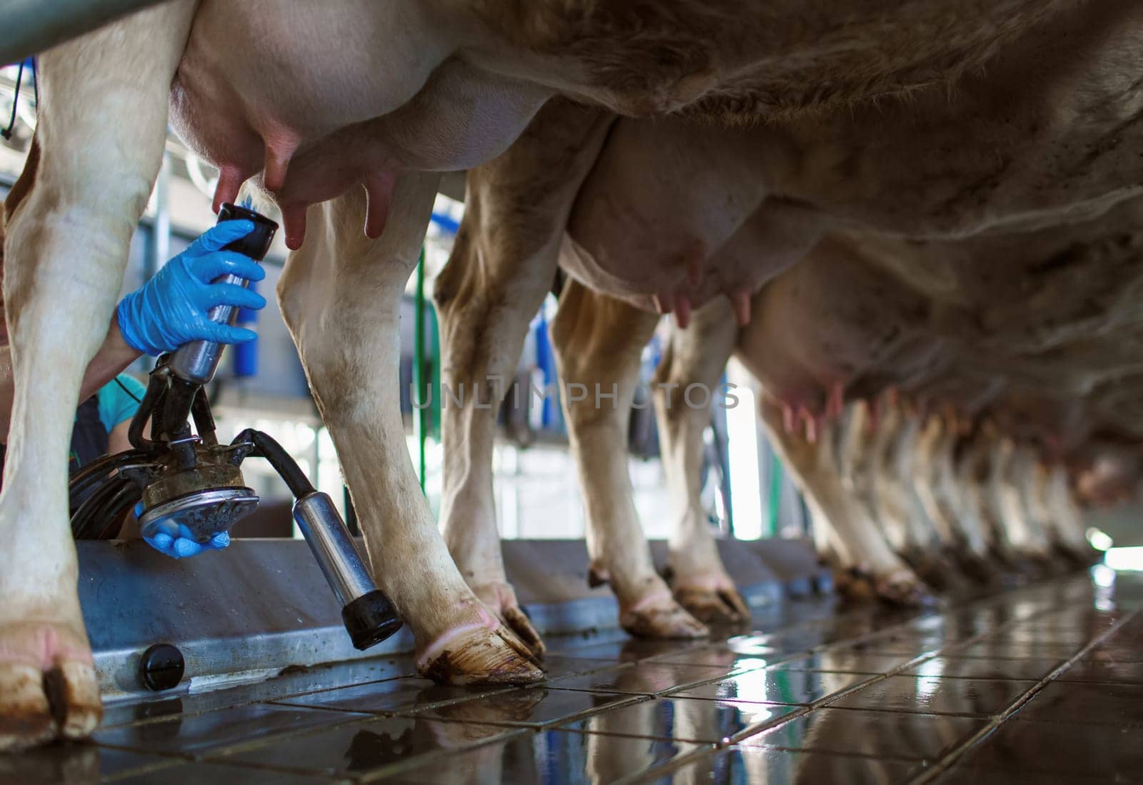 cow udder closeup with milking machine, cow farm,Milking cows by automatic industrial milking rotary system in modern diary farm.