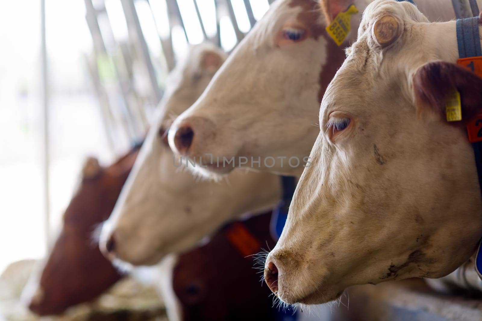 beautiful cows on the farm enjoy , Cow farm concept, Portrait Holstein Cows in modern farm livestock animal with sunlight
