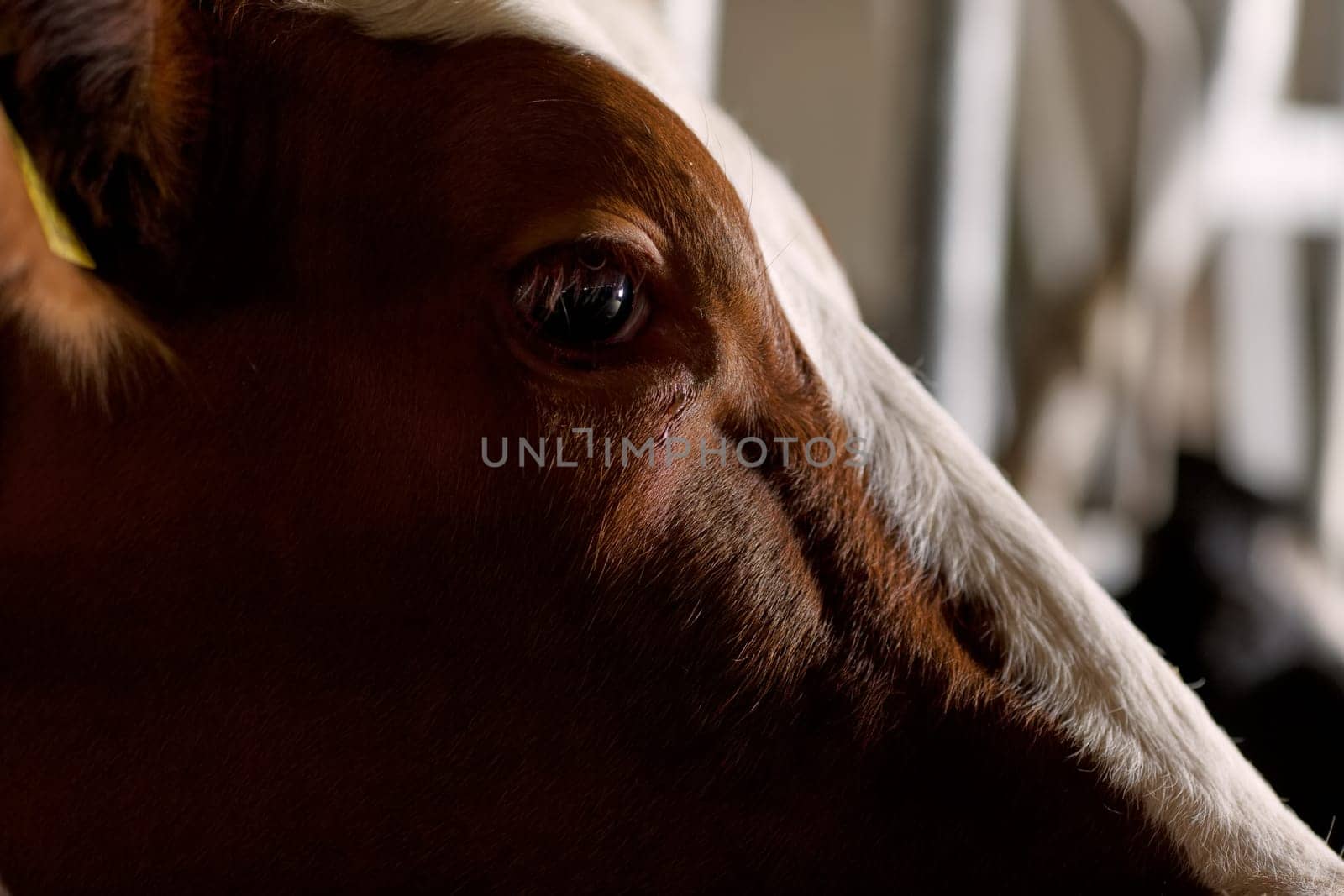 beautiful cows on the farm enjoy , Cow farm concept, Portrait Holstein Cows in modern farm livestock animal with sunlight