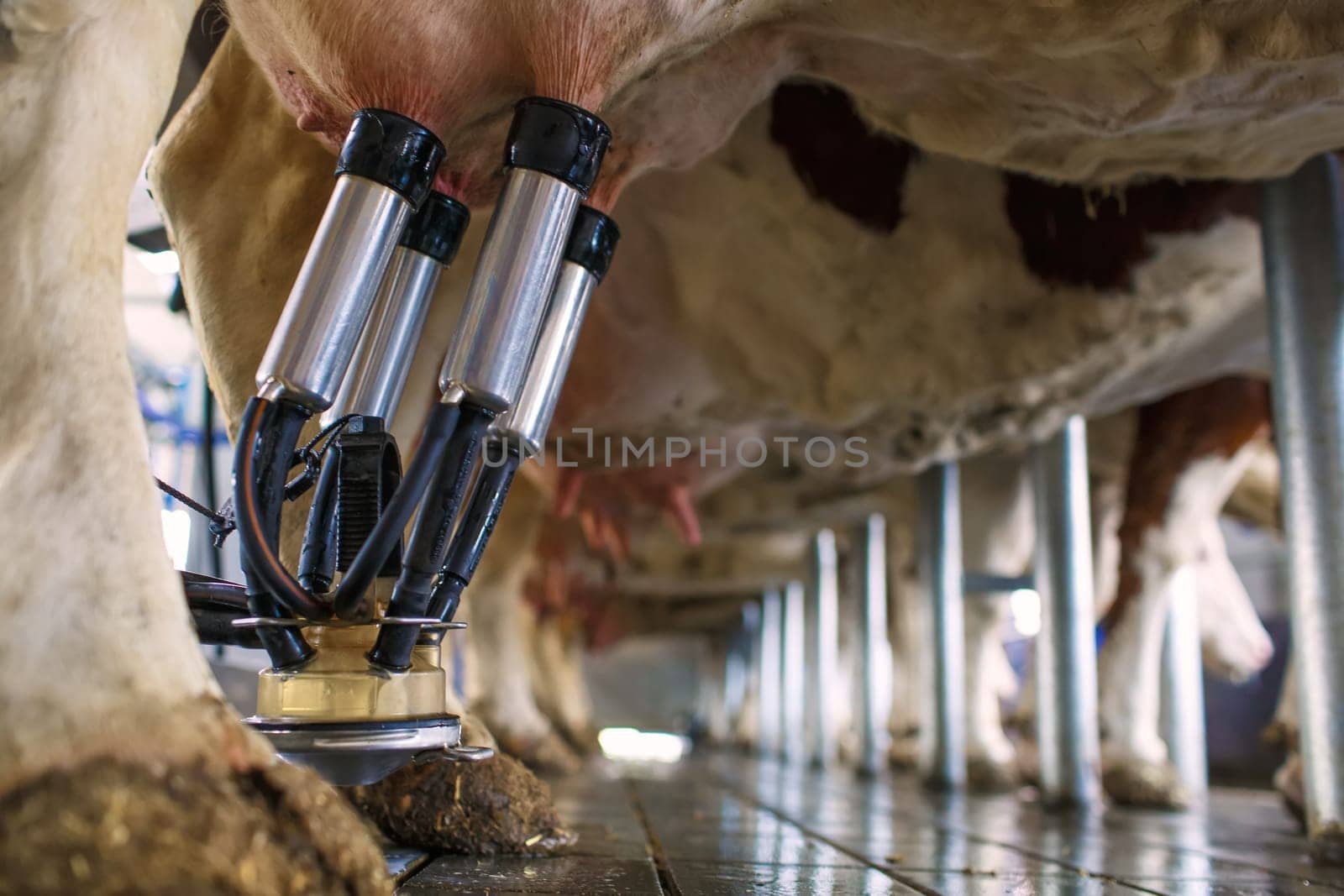 cow udder closeup with milking machine, cow farm,Milking cows by automatic industrial milking rotary system in modern diary farm.