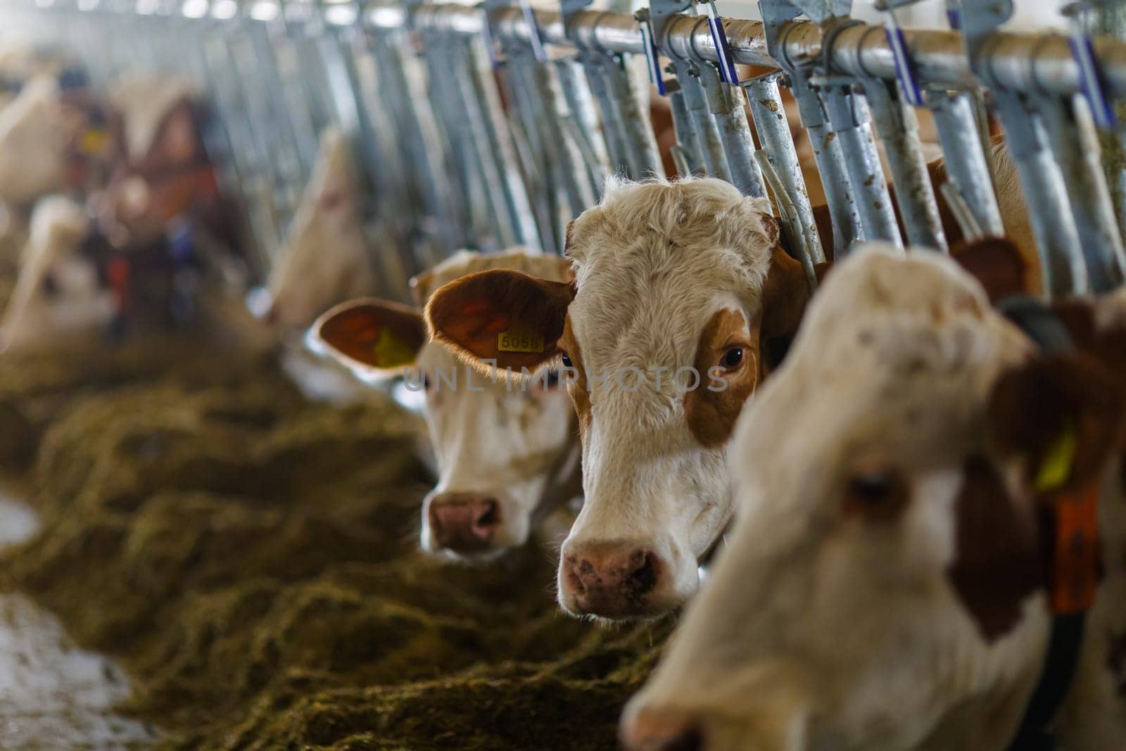 beautiful cows on the farm enjoy , Cow farm concept, Portrait Holstein Cows in modern farm livestock animal with sunlight