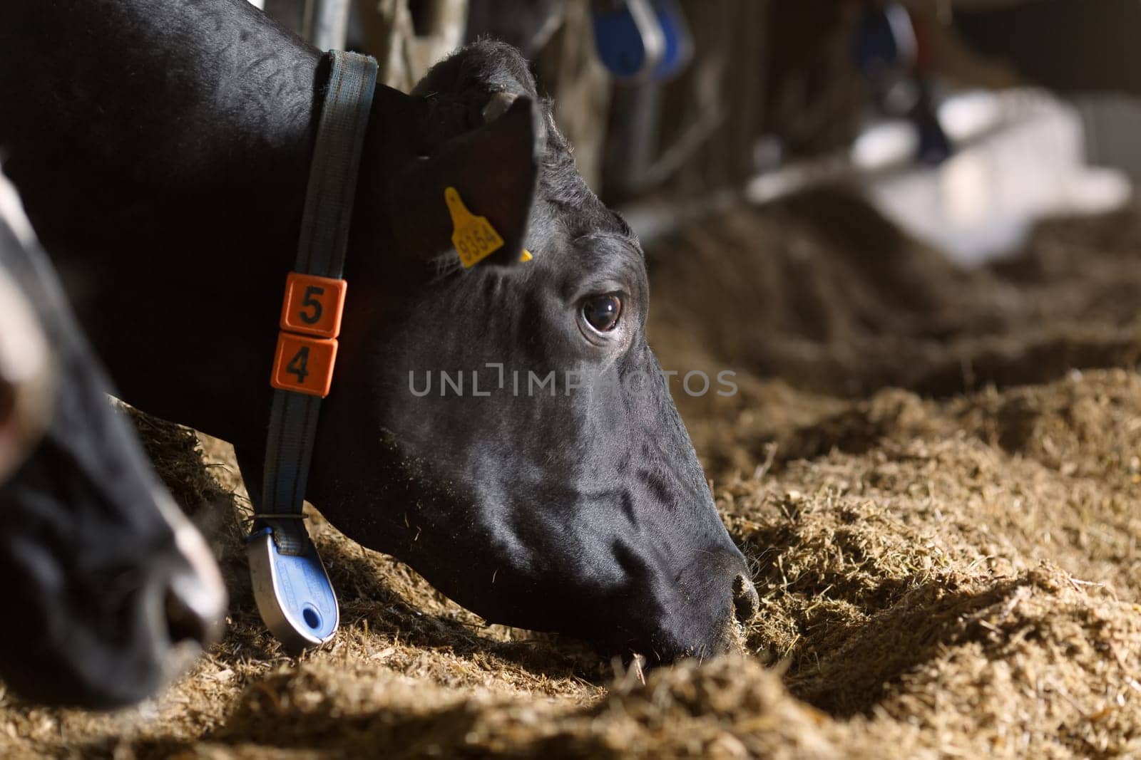 beautiful cows on the farm enjoy , Cow farm concept, Portrait Holstein Cows in modern farm livestock animal with sunlight