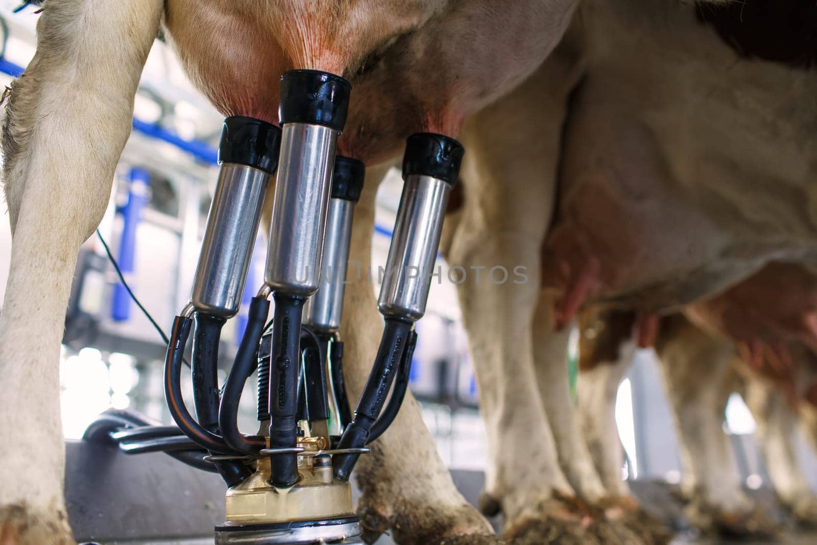 cow udder closeup with milking machine, cow farm,Milking cows by automatic industrial milking rotary system in modern diary farm.