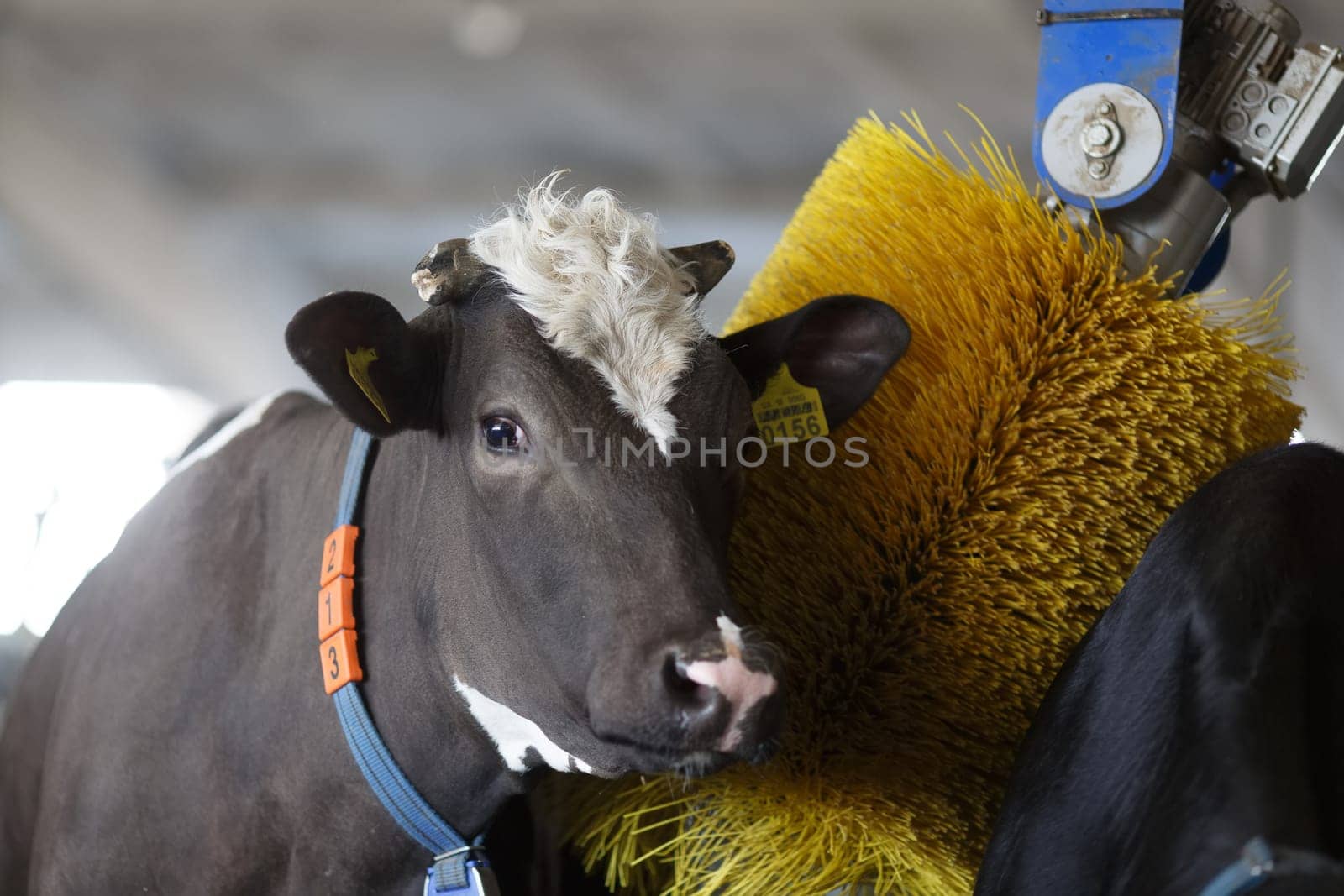 cows brushing at the farm, cow farm equipment, Rotating Brush Scratcher for Cows at Modern Farm Equipment