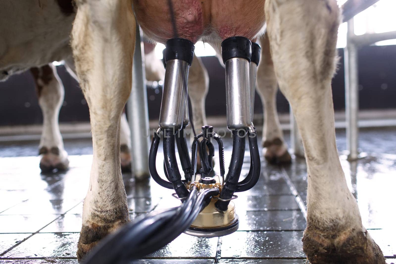 cow udder closeup with milking machine, cow farm,Milking cows by automatic industrial milking rotary system in modern diary farm.