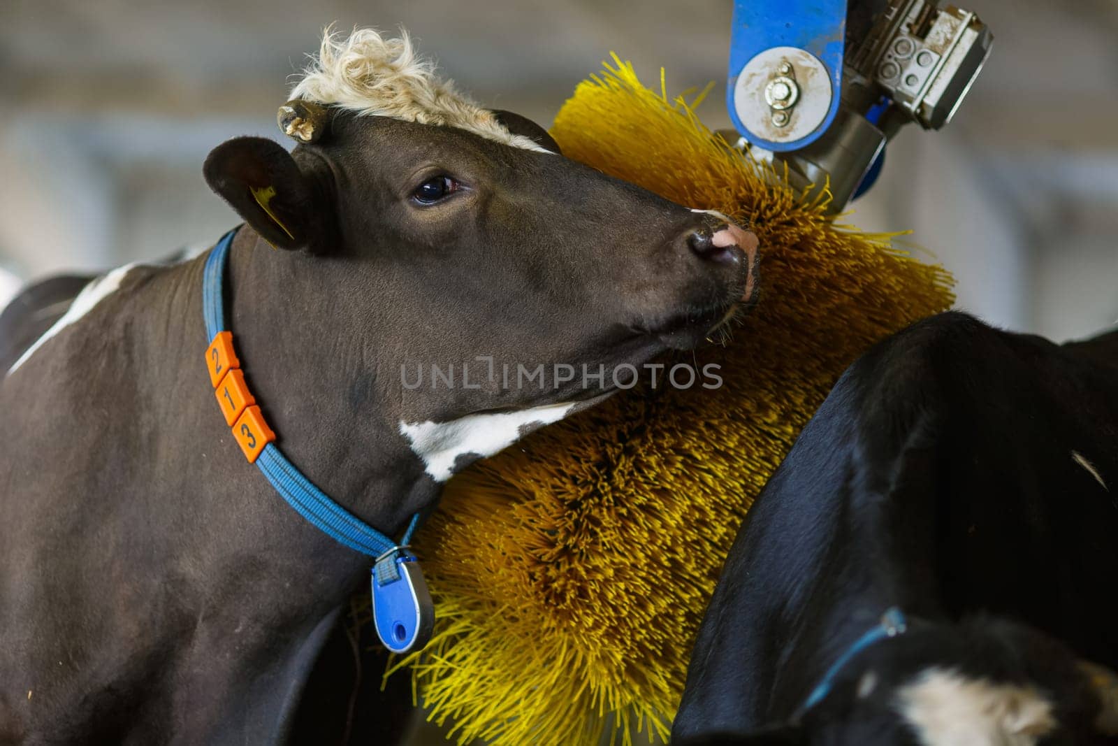 cows brushing at the farm, cow farm equipment, Rotating Brush Scratcher for Cows at Modern Farm Equipment