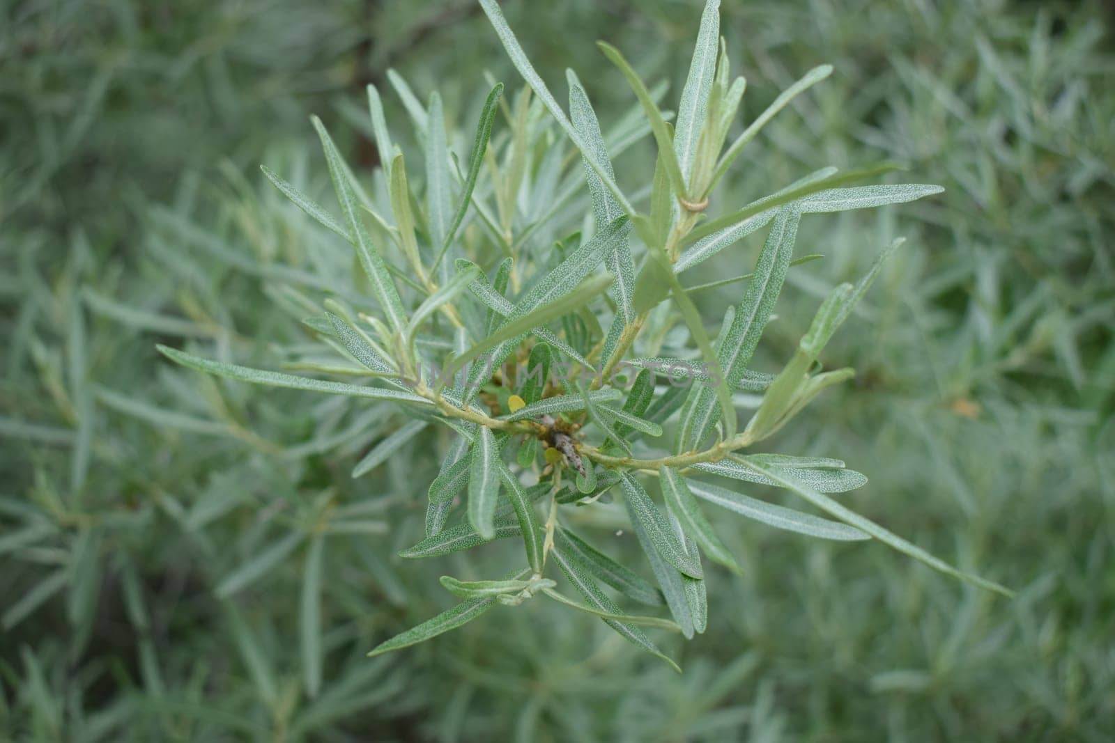 Branches of sea buckthorn. Sea buckthorn branch on nature background