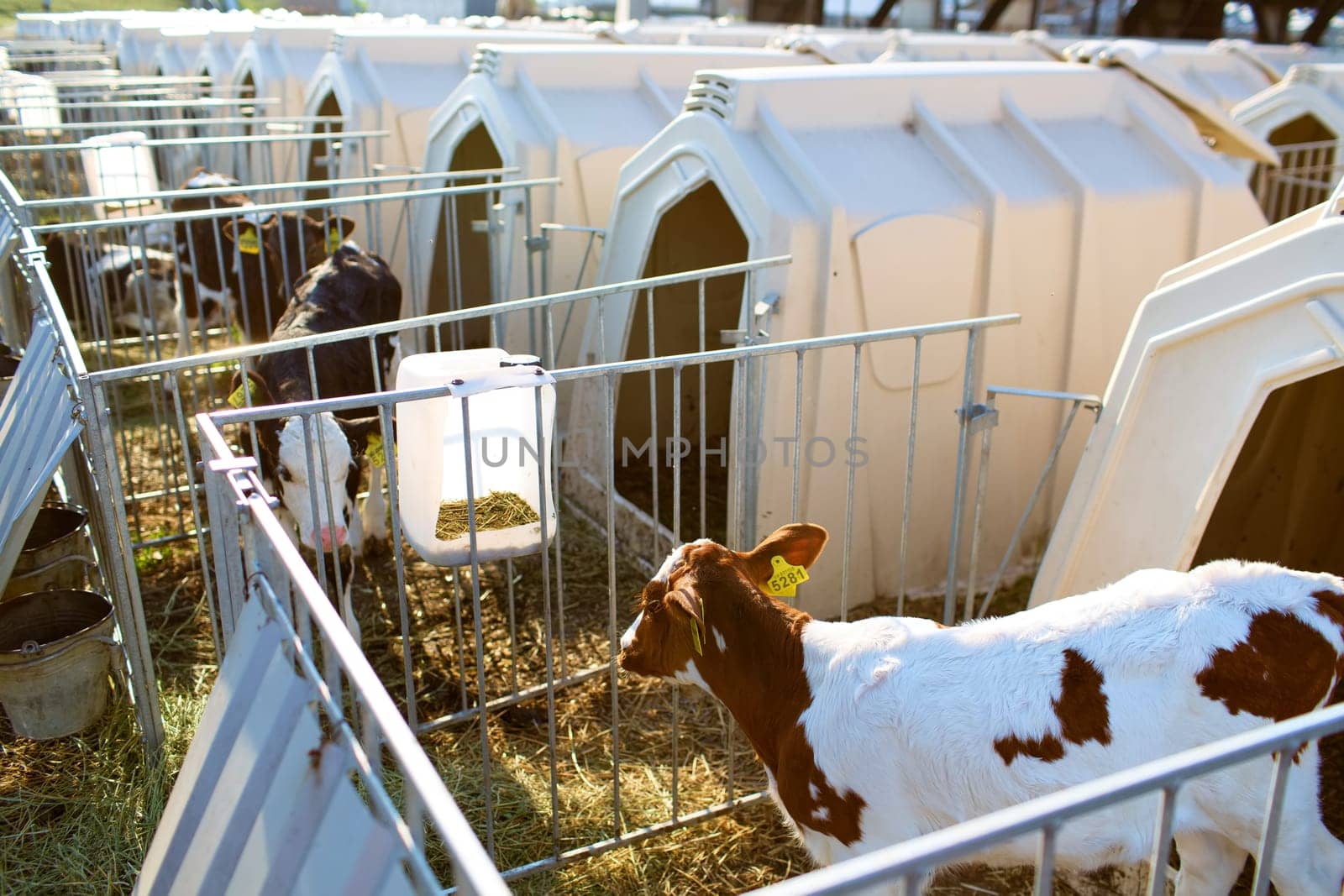 small calf farm, cow farm,Modern white calf houses on the dairy farm
