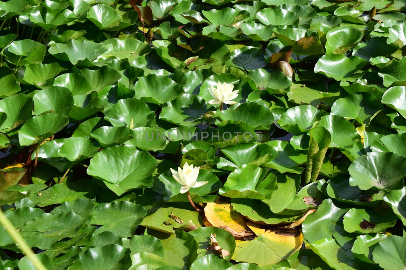 Yellow lotus flowers blooming in a beautiful lotus pond.