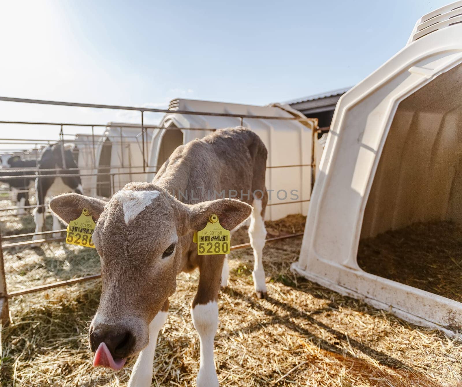 small calf farm, cow farm,Modern white calf houses on the dairy farm