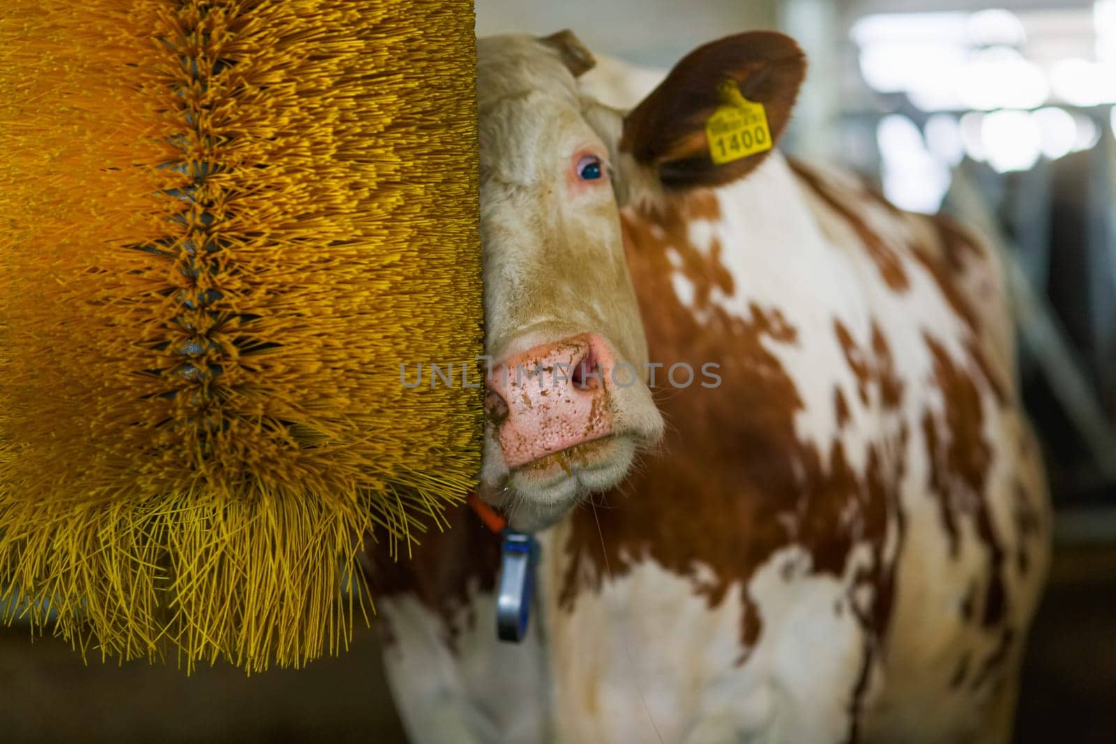 cows brushing at the farm, cow farm equipment, Rotating Brush Scratcher for Cows at Modern Farm Equipment