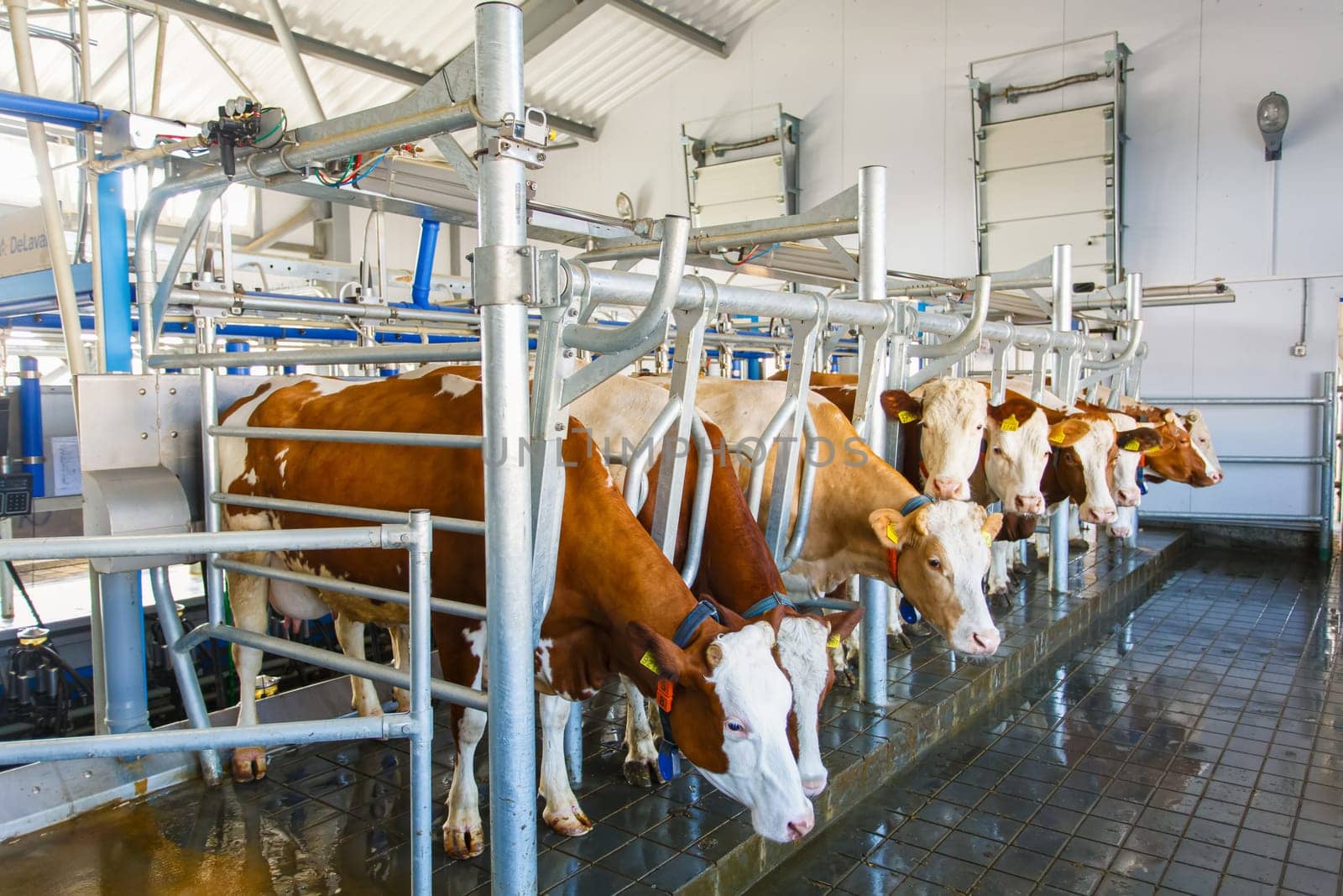 cow udder closeup with milking machine, cow farm,Milking cows by automatic industrial milking rotary system in modern diary farm.