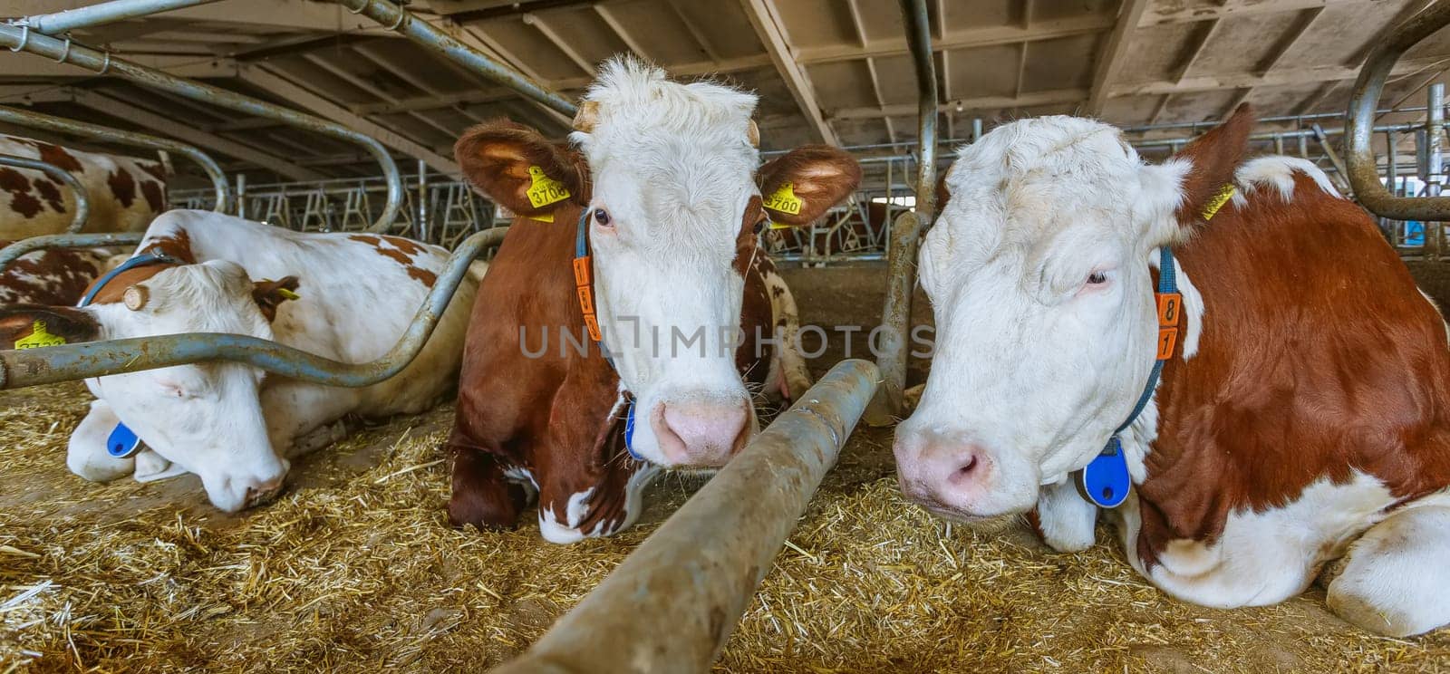 funny cows on the farm, animal husbandry concept , Diary cows in modern free livestock stall