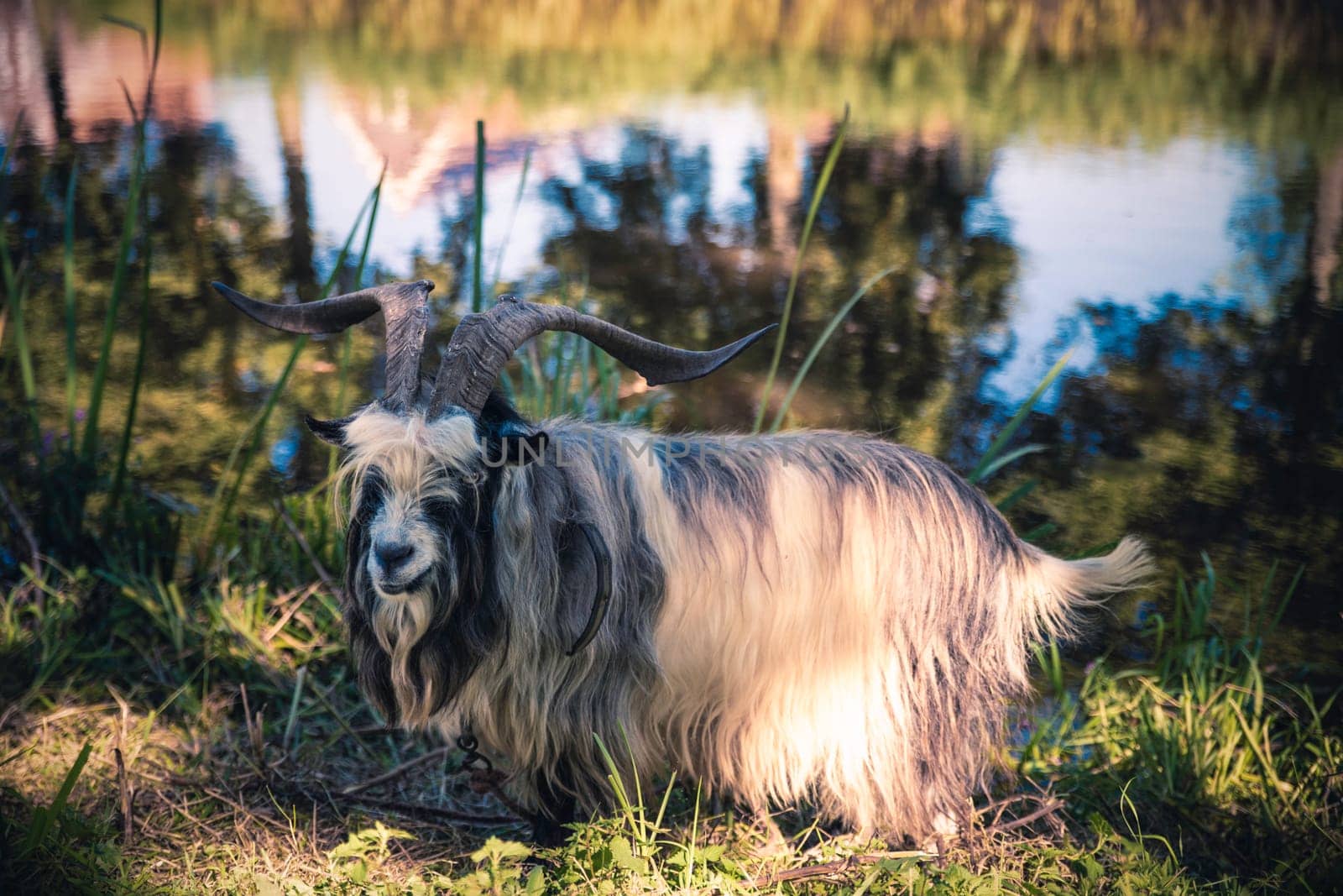 dutch land goat at a small river grazing for food by compuinfoto