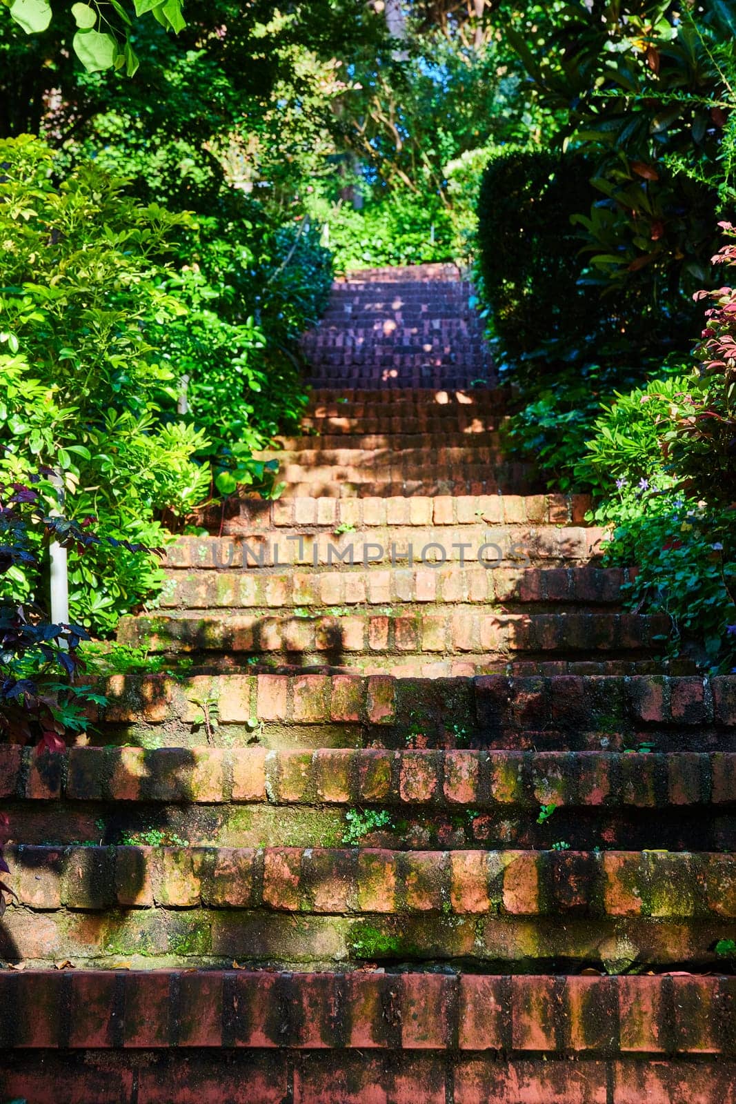 Image of Brick steps leading up with nature on either side on bright sunny day
